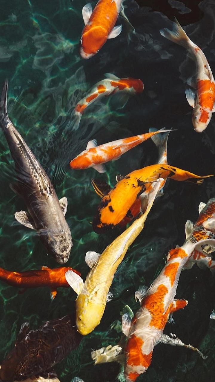 Koi Fish Wallpapers