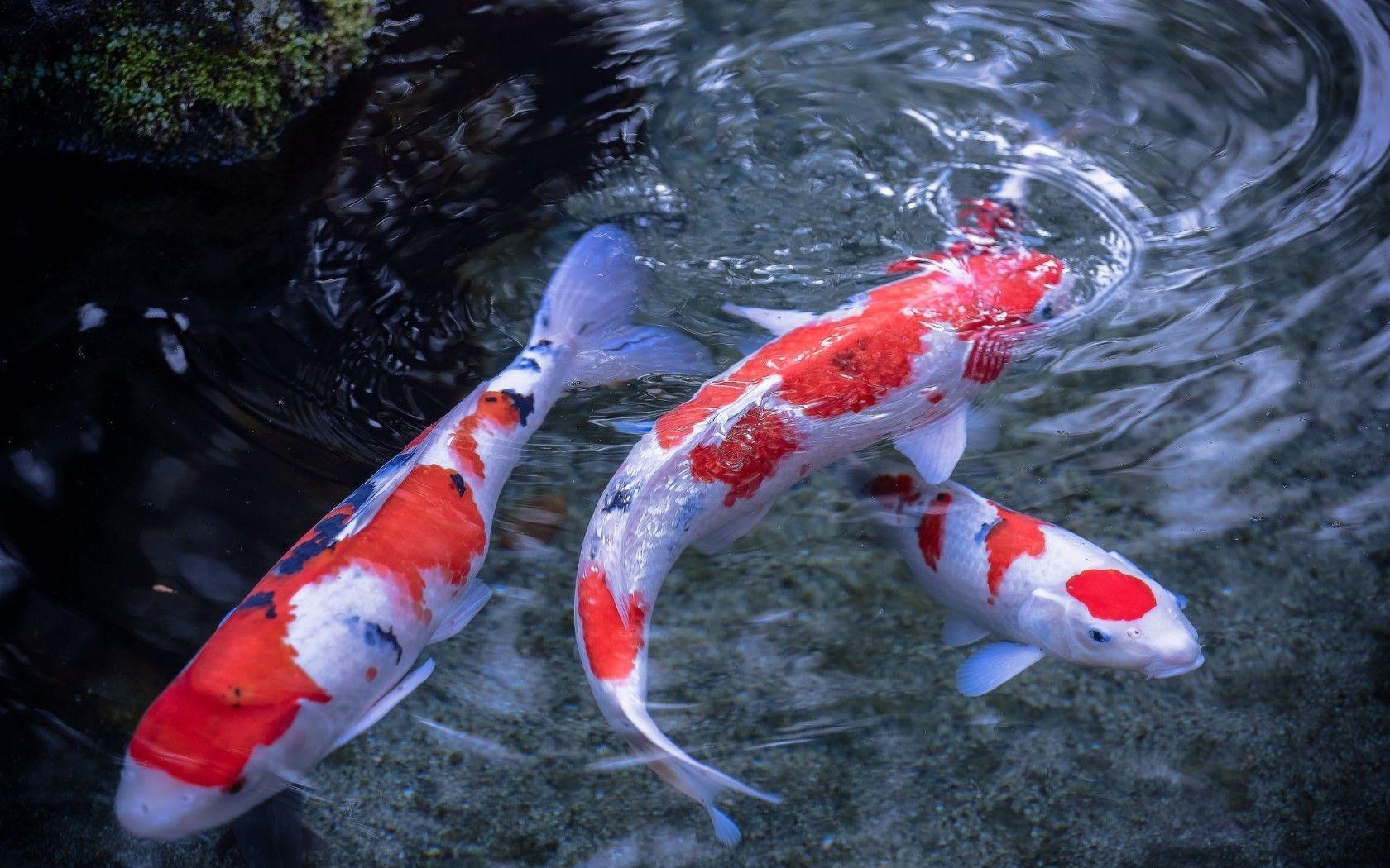 Koi Fish Wallpapers