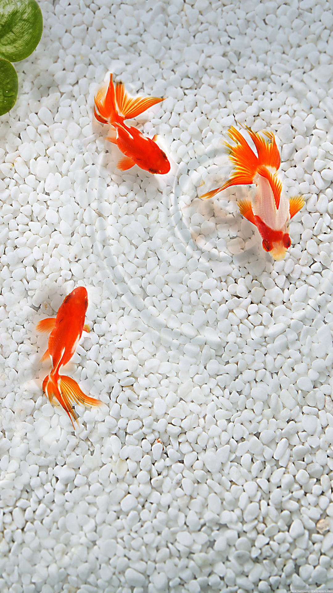 Koi Fish Wallpapers