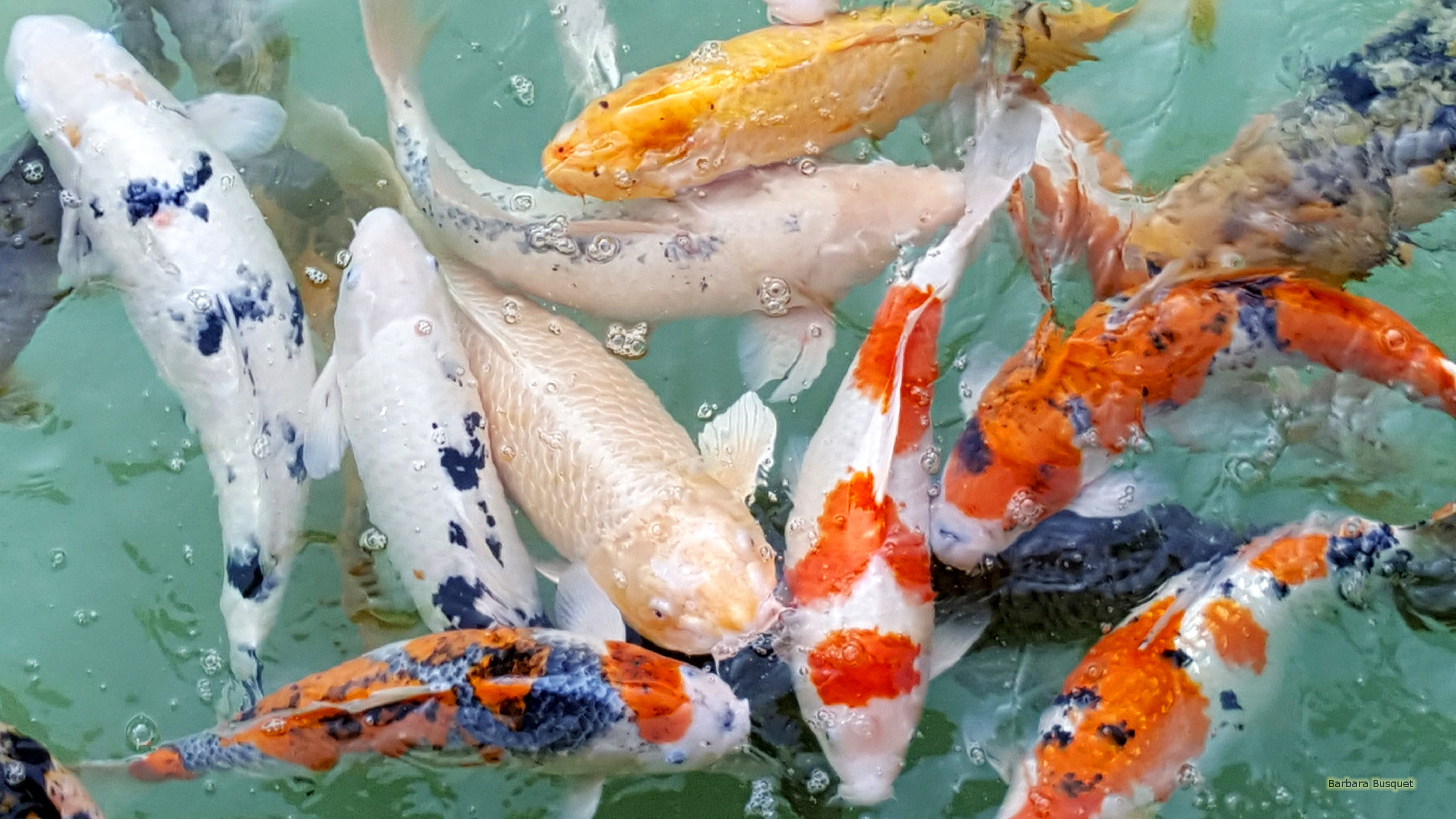 Koi Fish Wallpapers