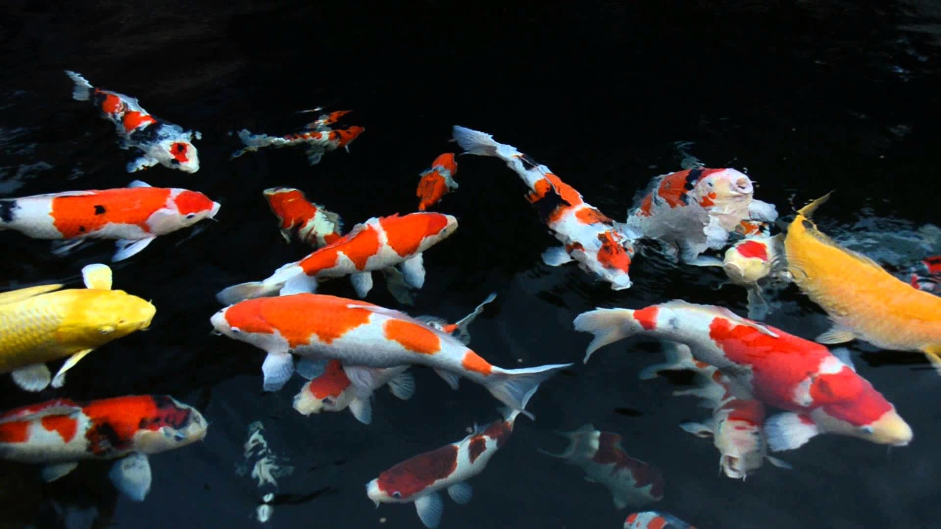 Koi Fish Wallpapers