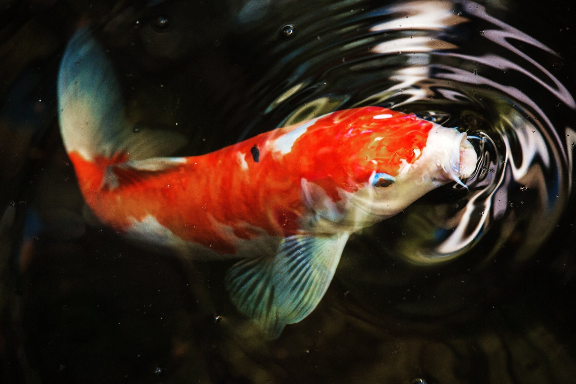 Koi Fish 4K Wallpapers