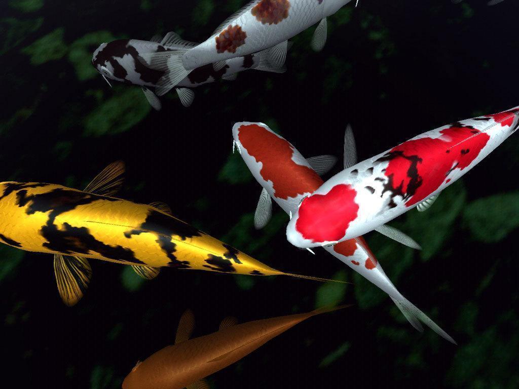 Koi Fish 4K Wallpapers