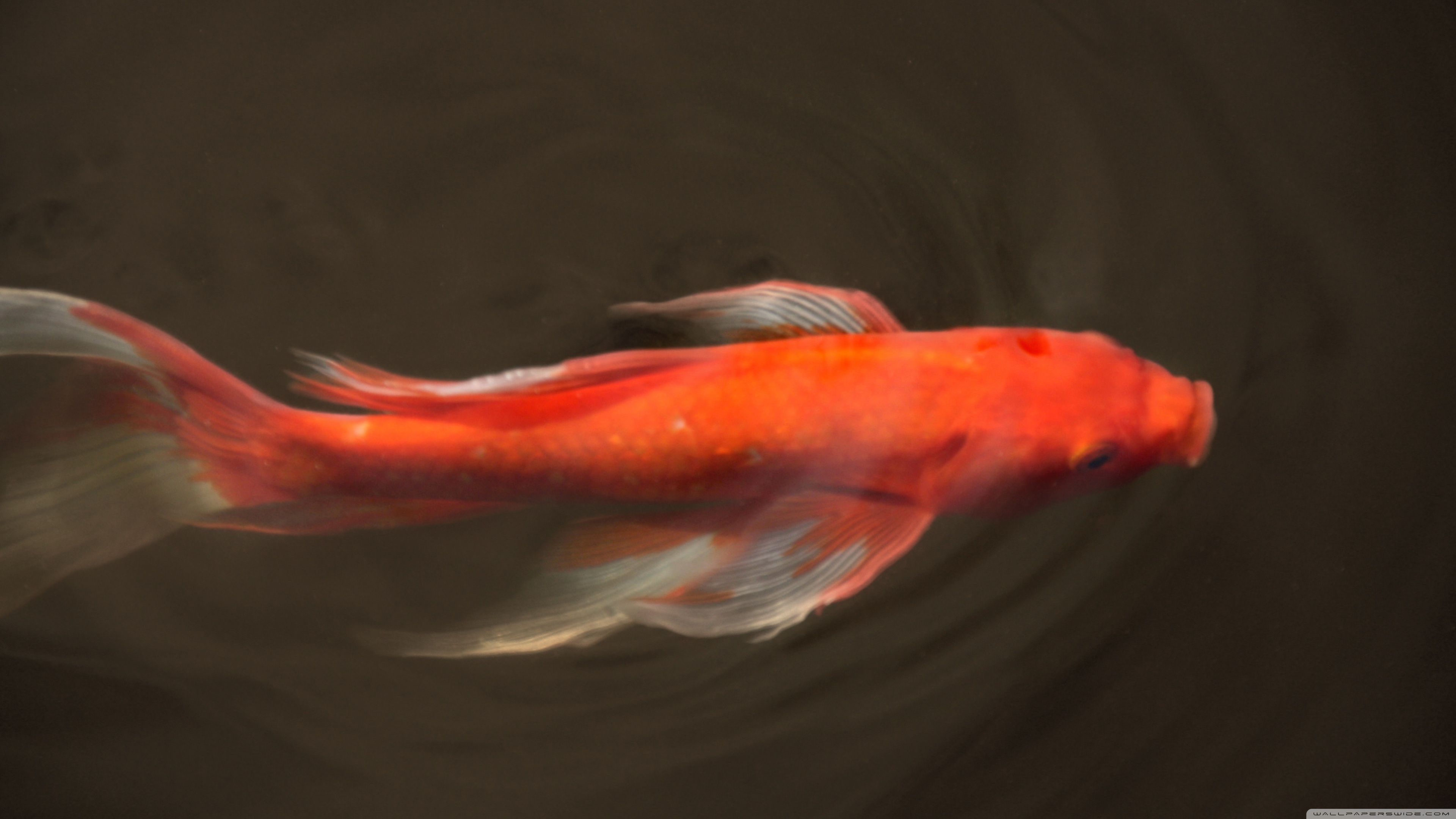 Koi Fish 4K Wallpapers