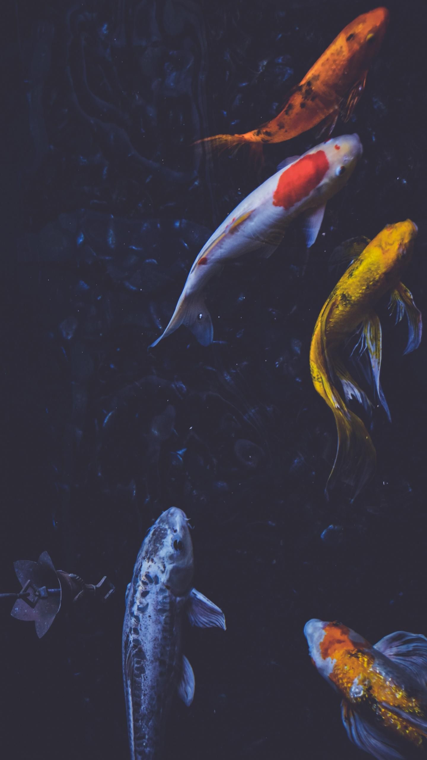 Koi Fish 4K Wallpapers