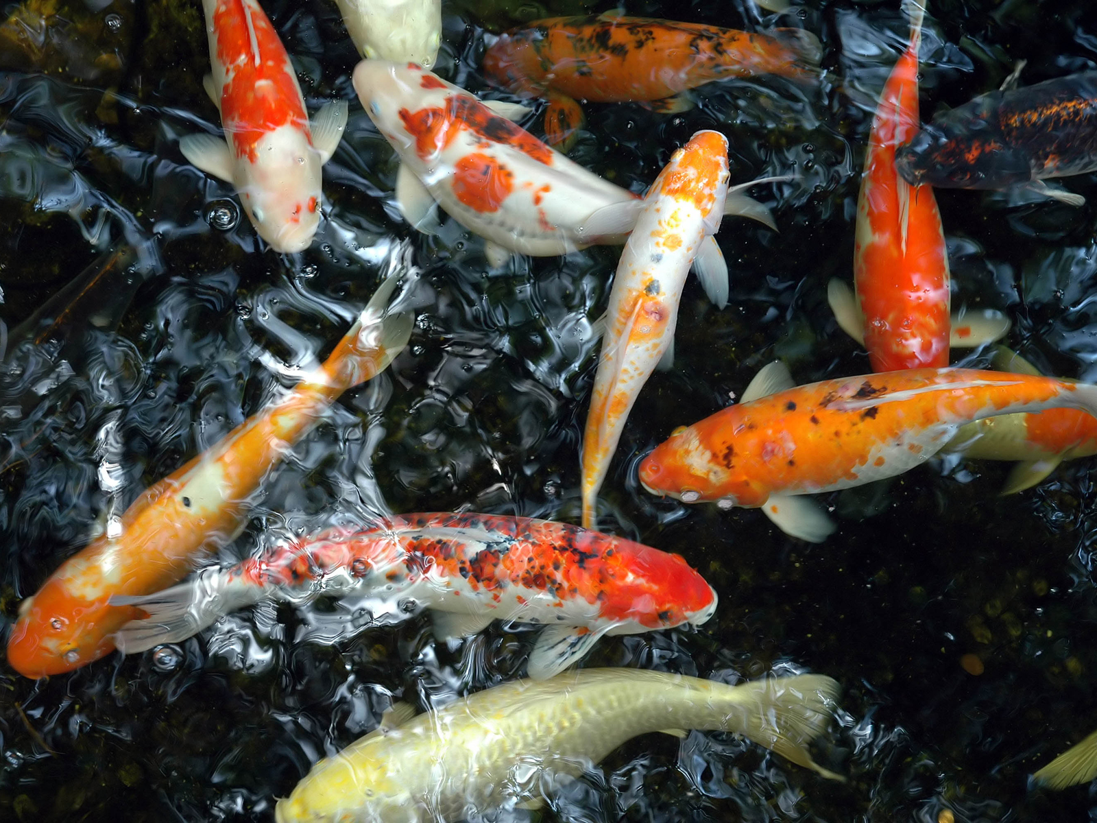 Koi Fish 4K Wallpapers