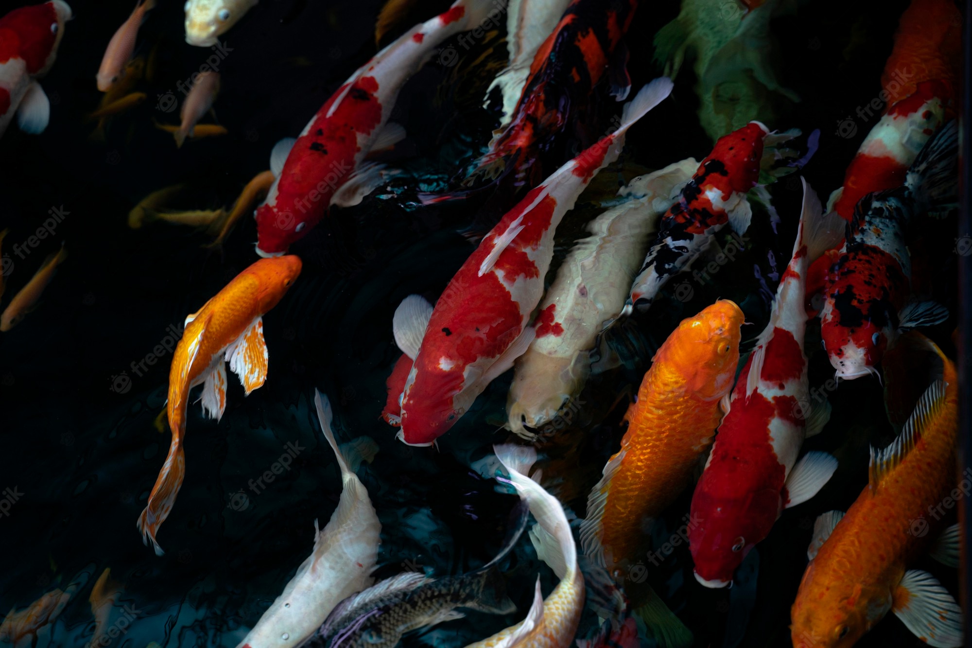 Koi Fish 4K Wallpapers