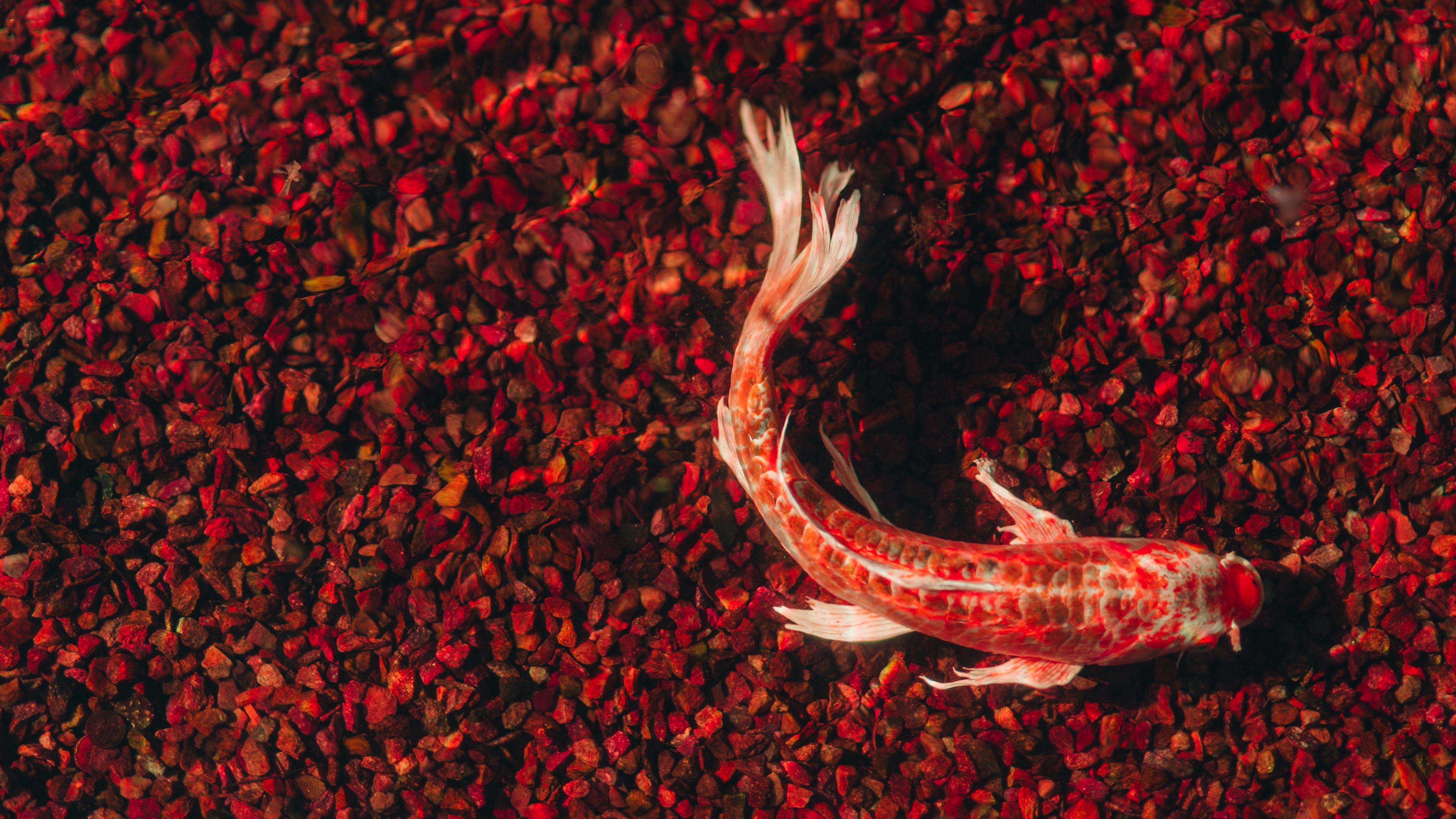 Koi Fish 4K Wallpapers