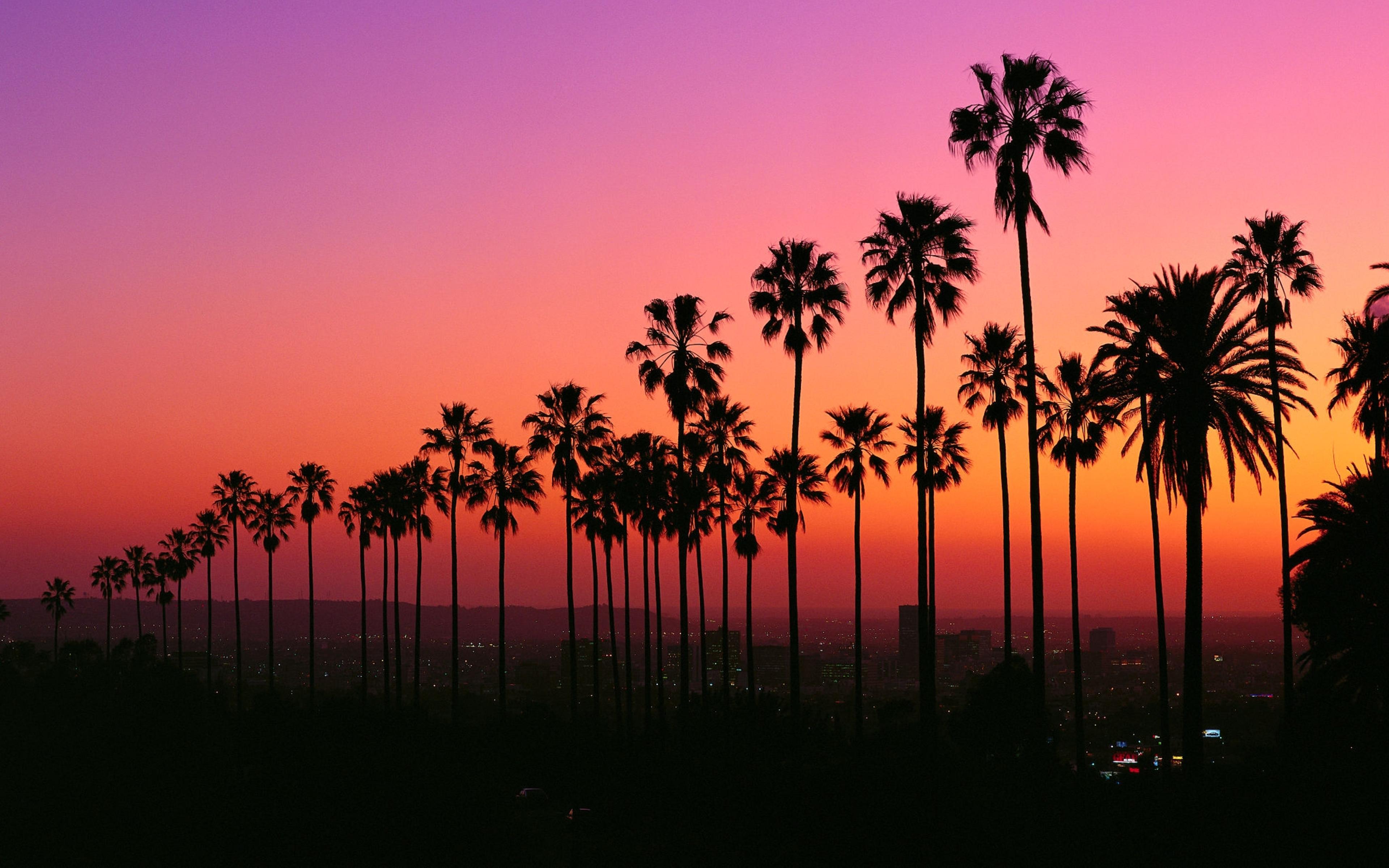 La Palm Trees Wallpapers