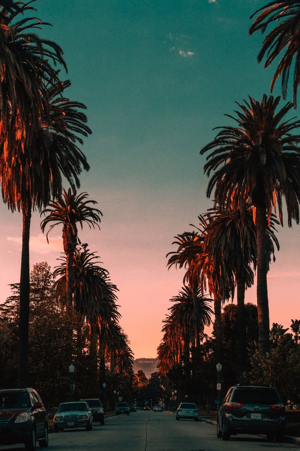 La Palm Trees Wallpapers