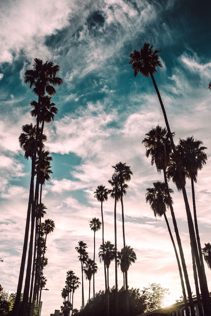 La Palm Trees Wallpapers