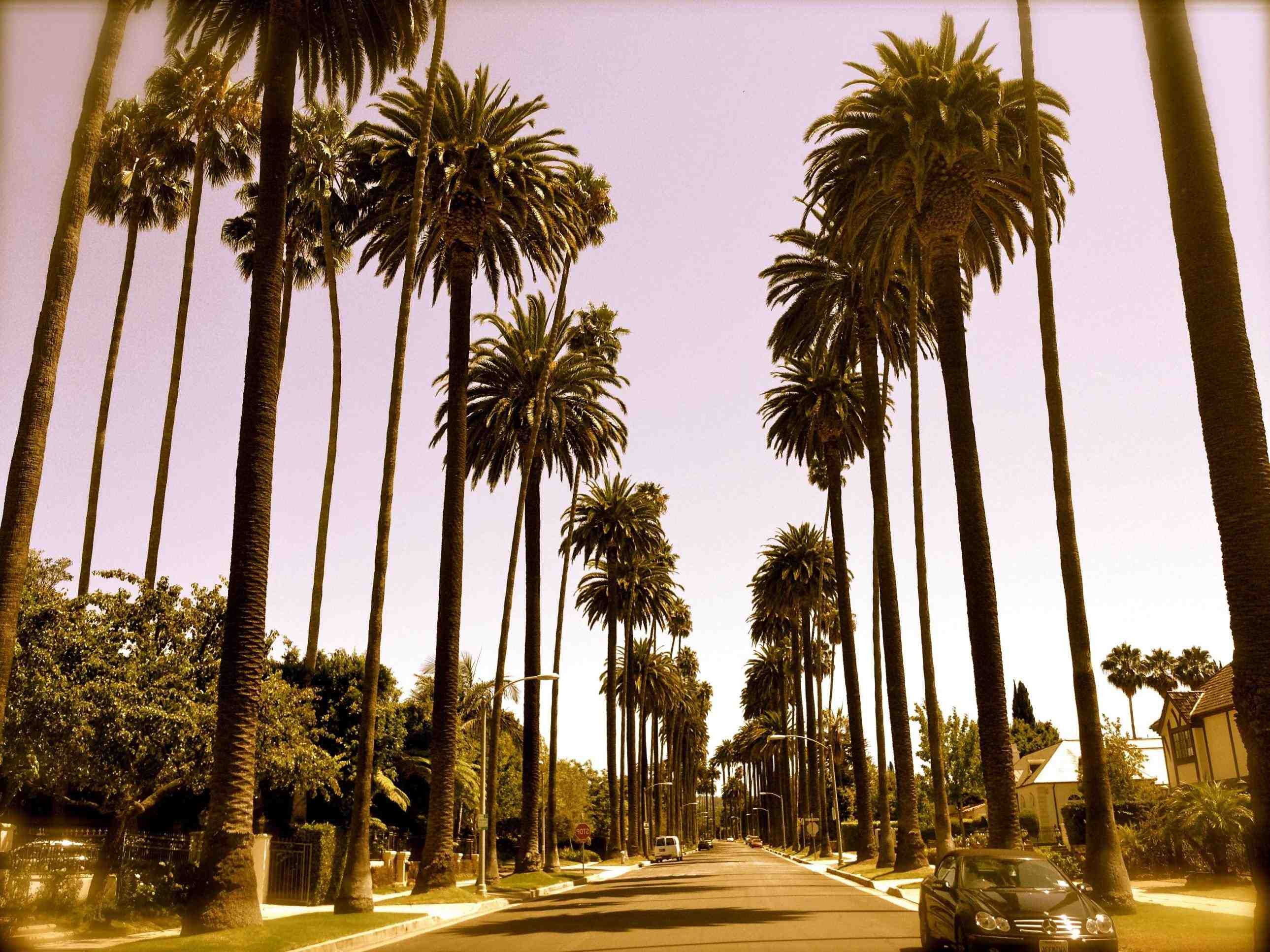 La Palm Trees Wallpapers