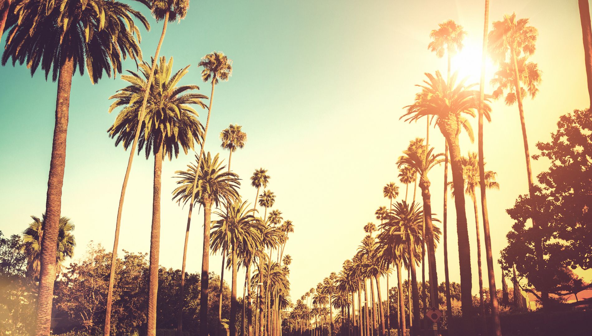 La Palm Trees Wallpapers