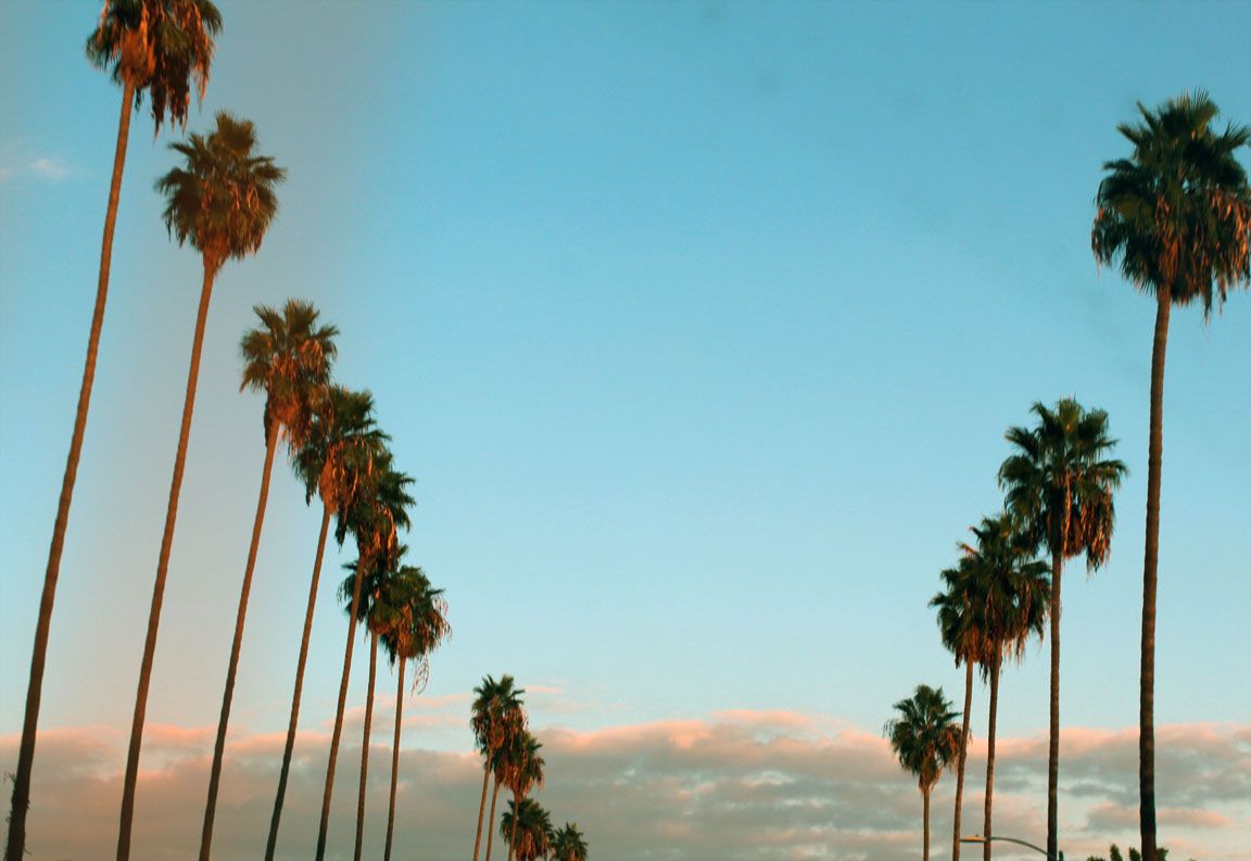 La Palm Trees Wallpapers