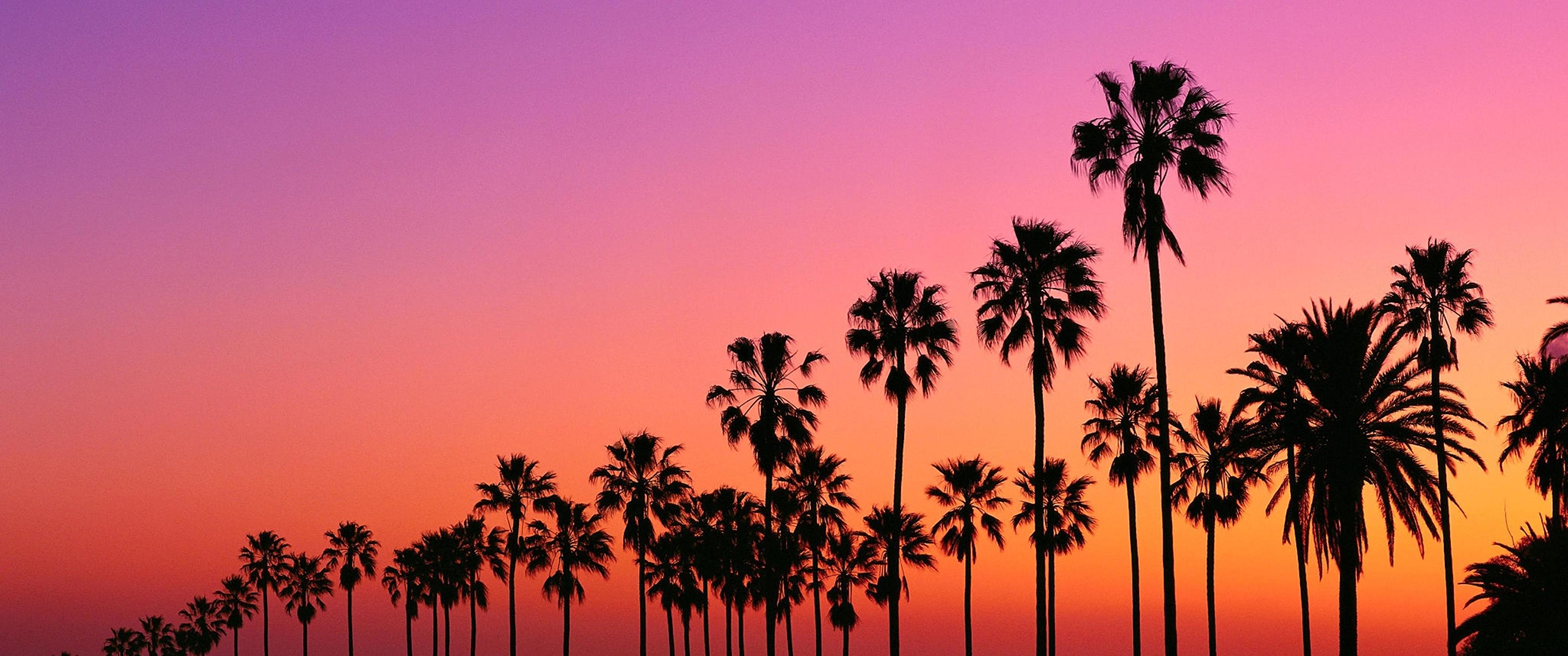 La Palm Trees Wallpapers