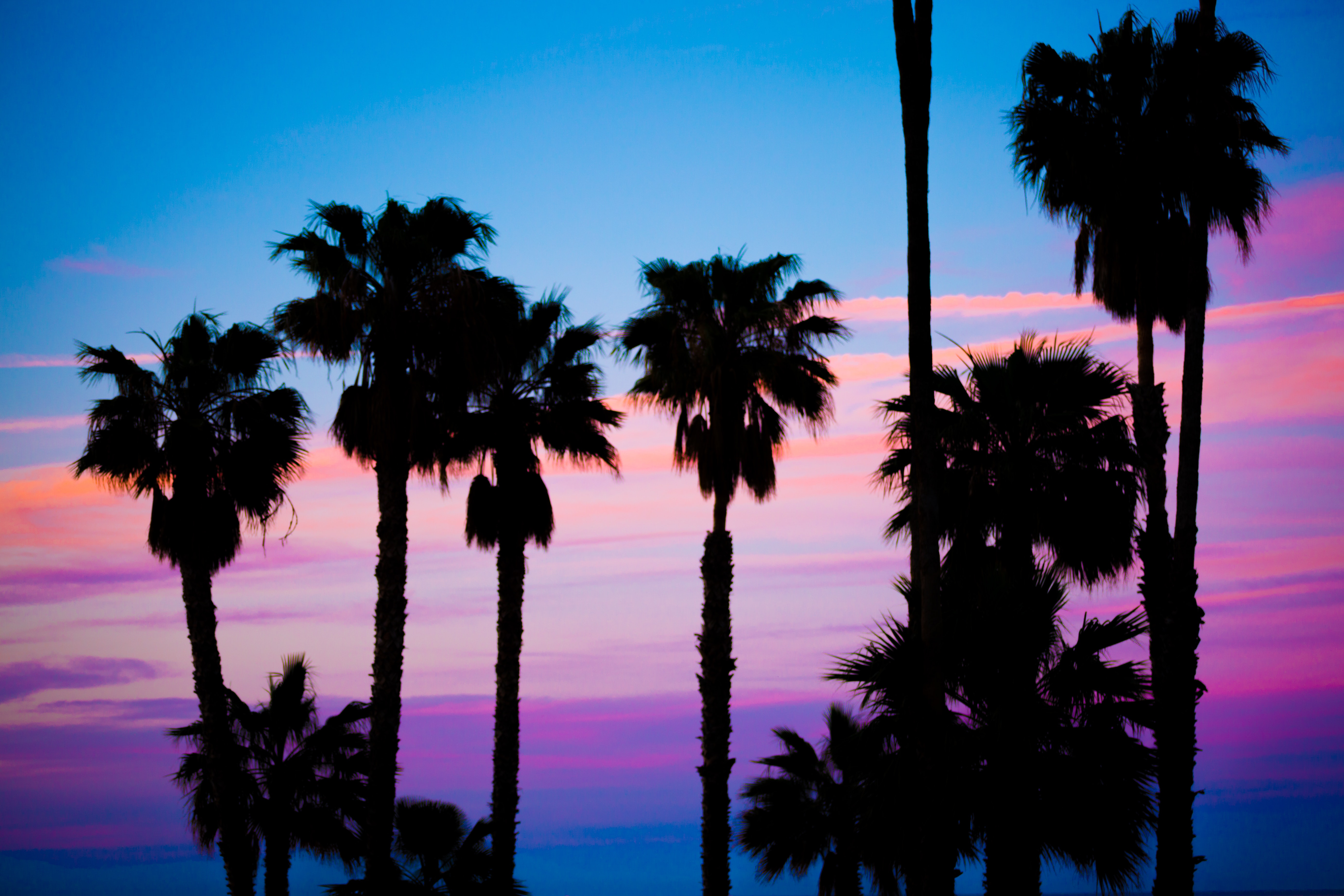 La Palm Trees Wallpapers