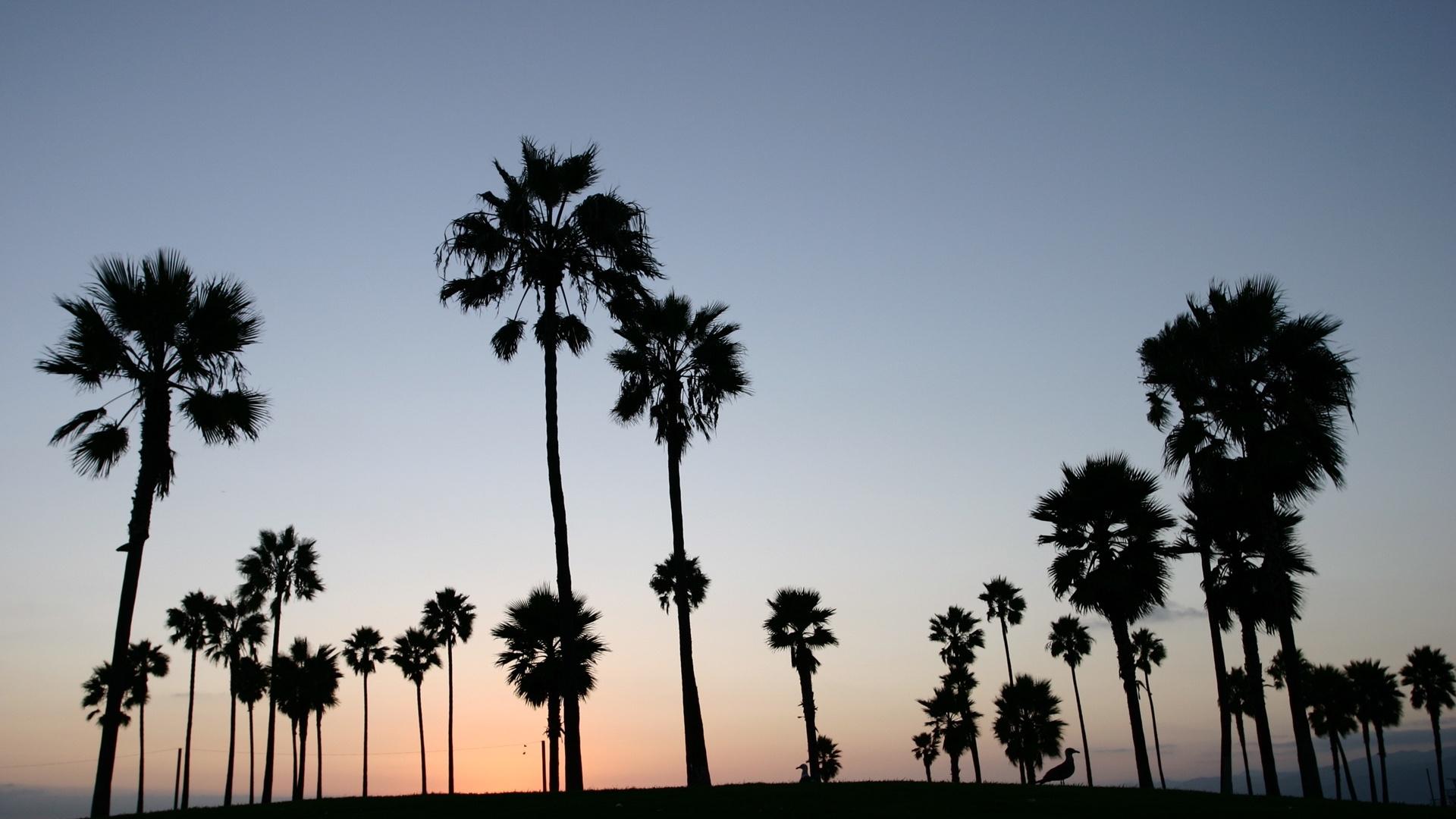 La Palm Trees Wallpapers