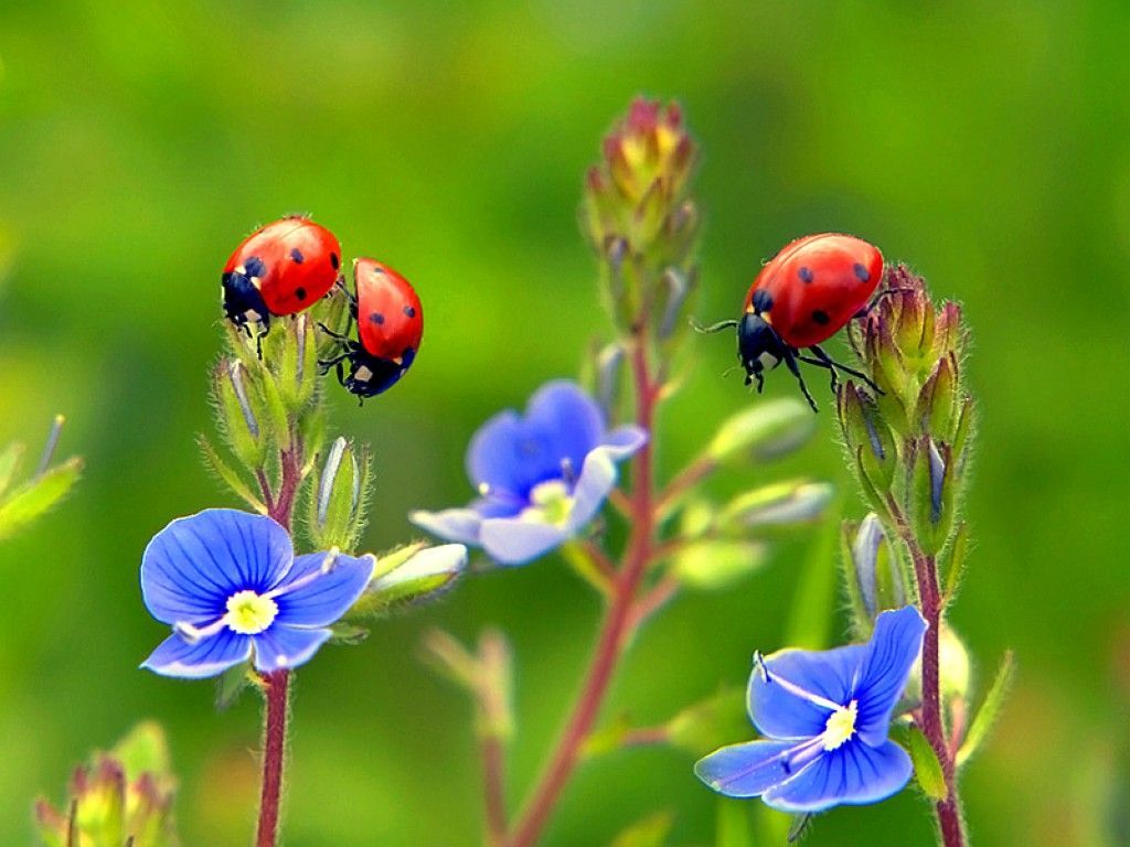 Ladybug Free Wallpapers