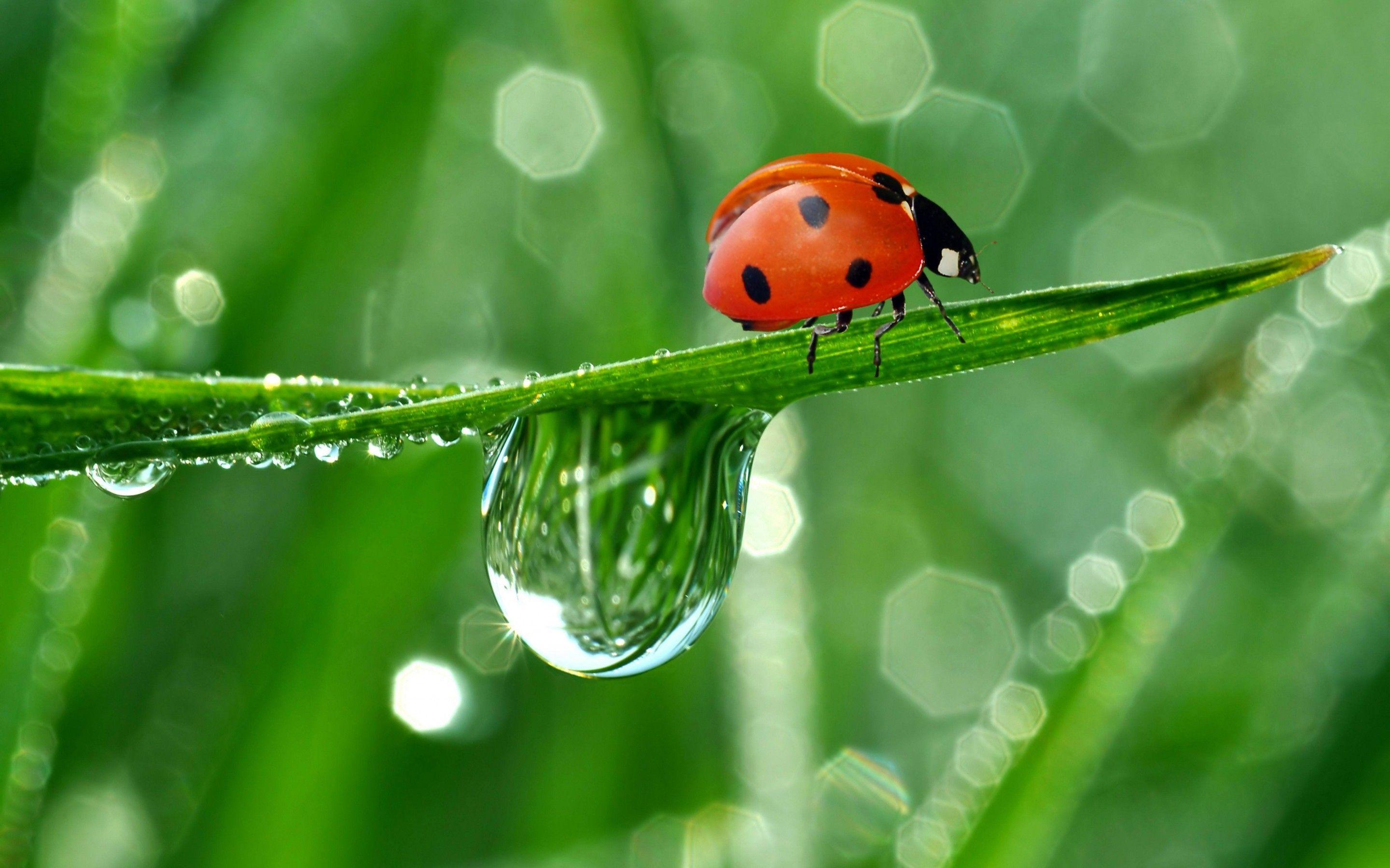 Ladybug Free Wallpapers