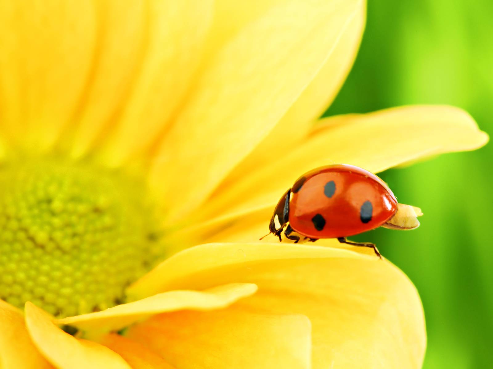 Ladybug Free Wallpapers