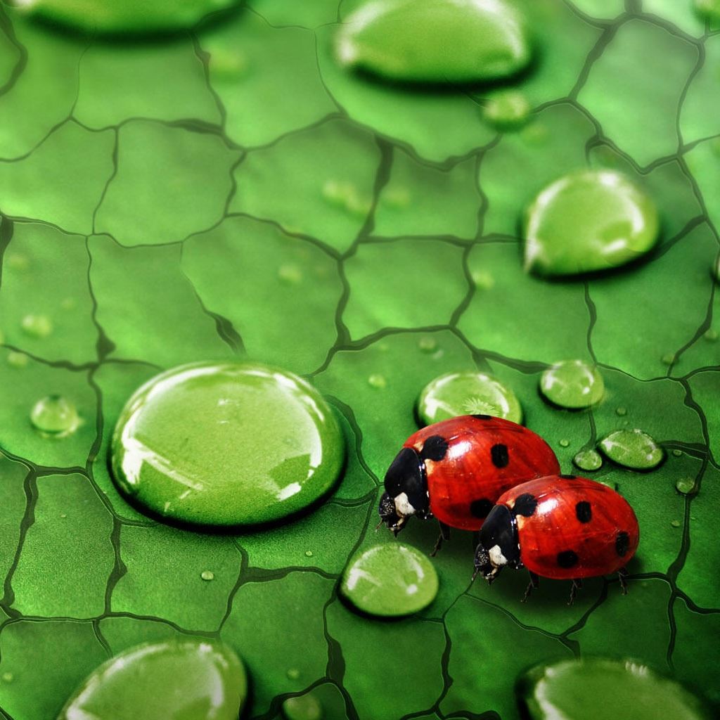 Ladybug Free Wallpapers