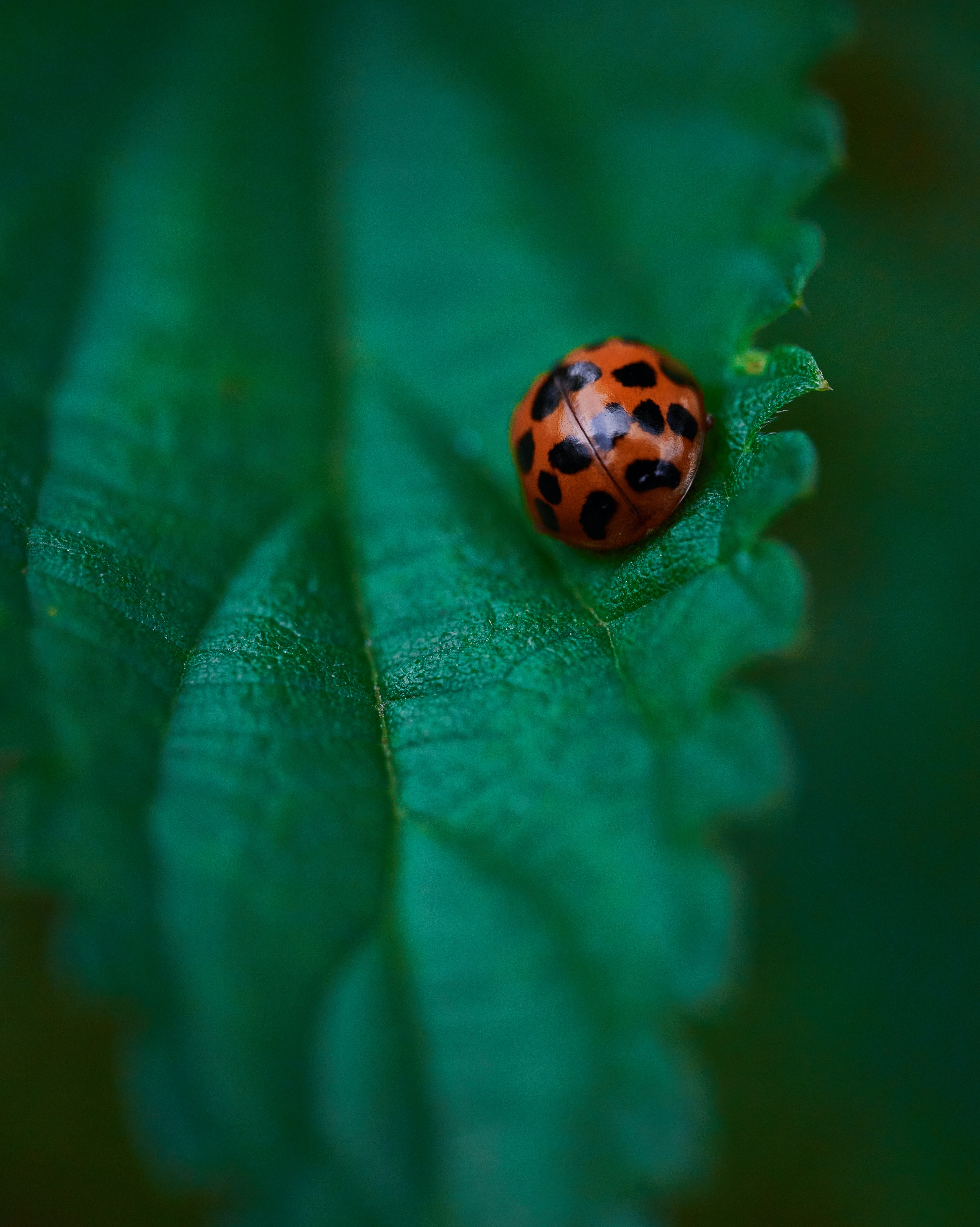 Ladybug Free Wallpapers