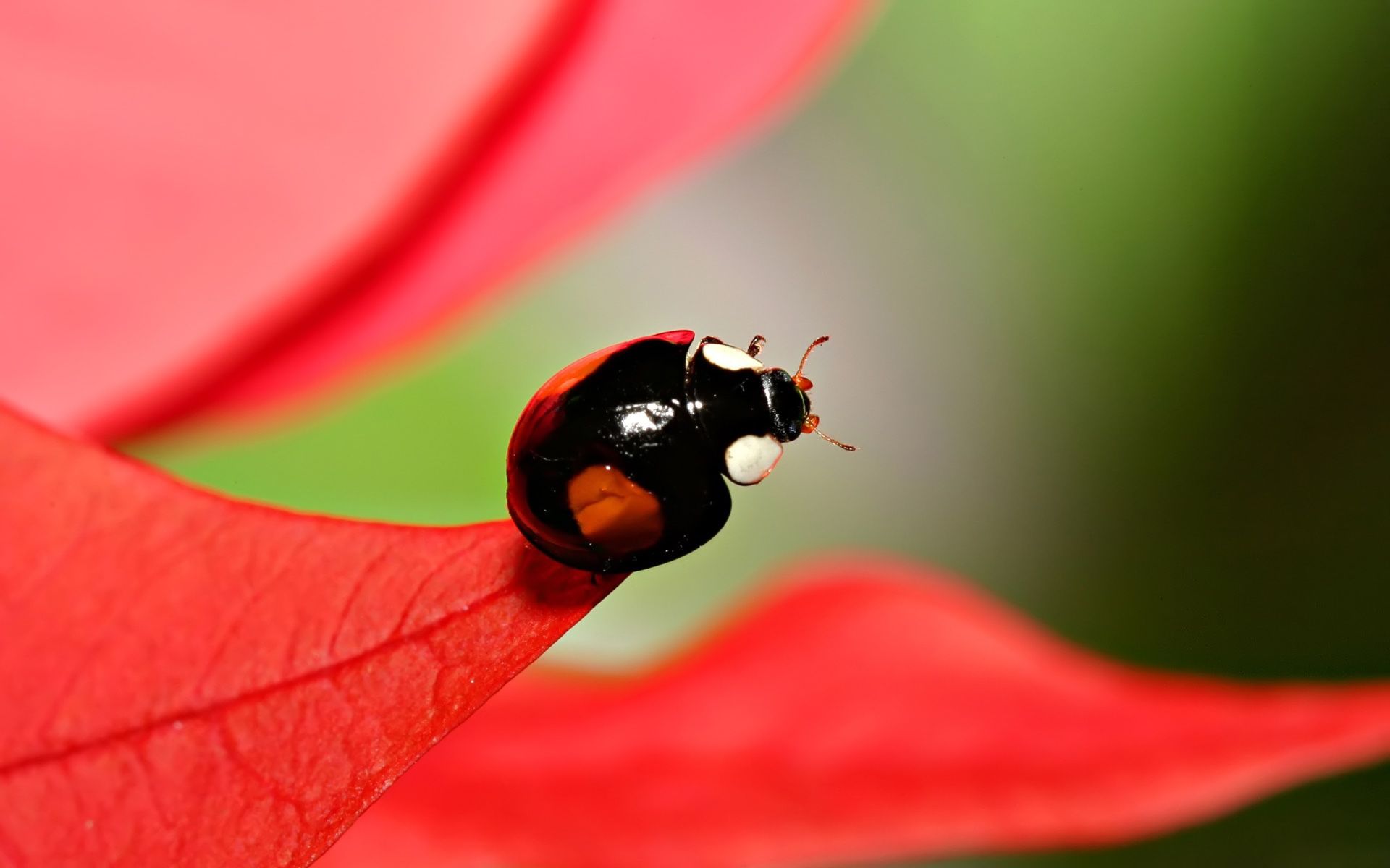 Ladybug Free Wallpapers