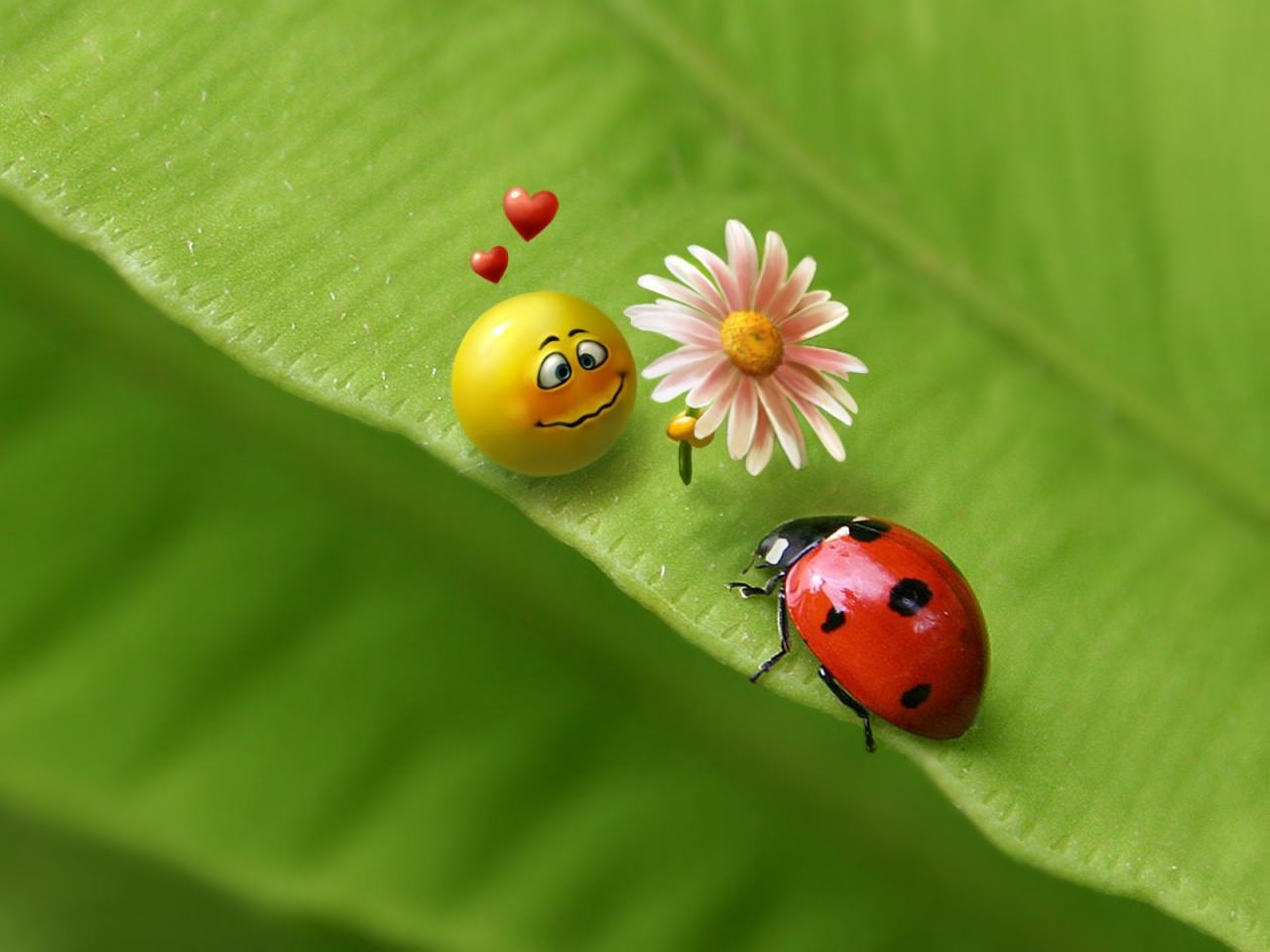 Ladybug Free Wallpapers