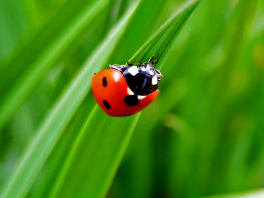 Ladybug Free Wallpapers