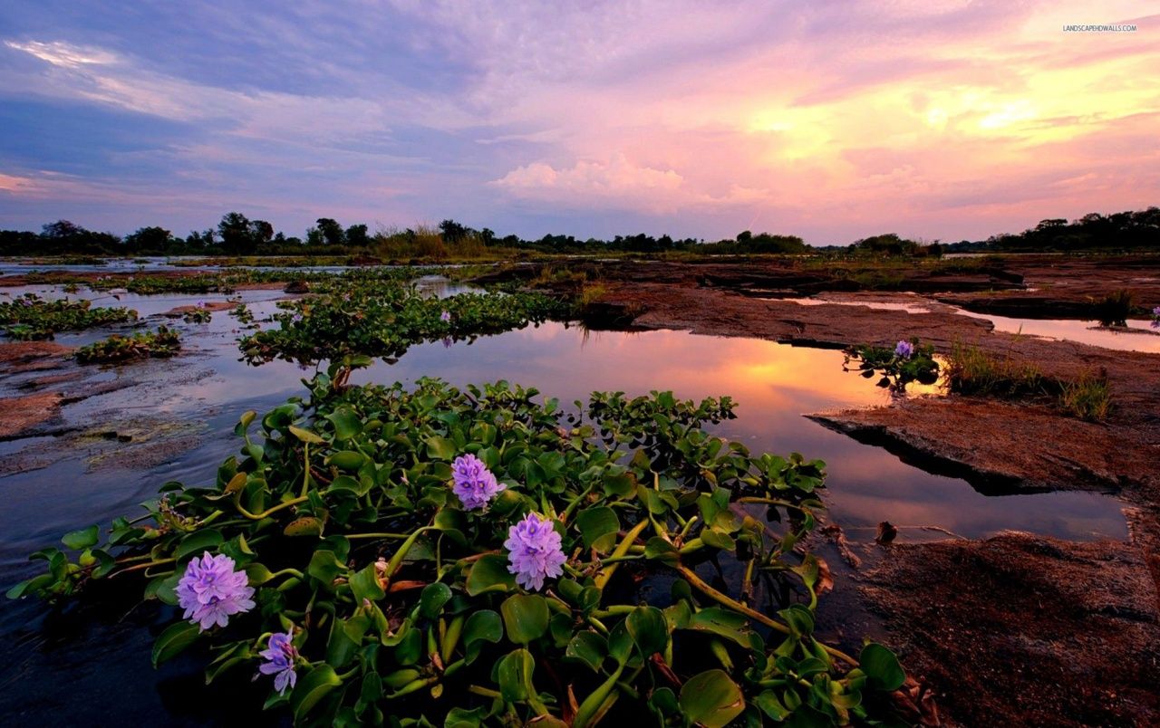 Lake Flower Wallpapers