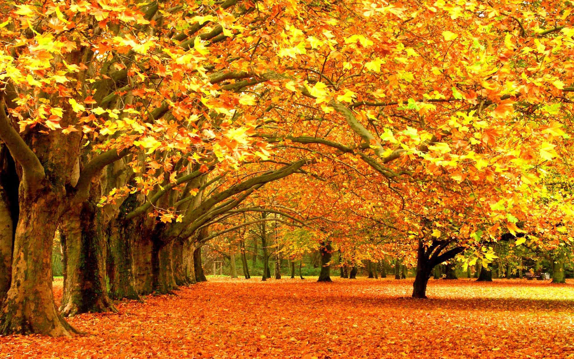 Large Fall Picture Wallpapers