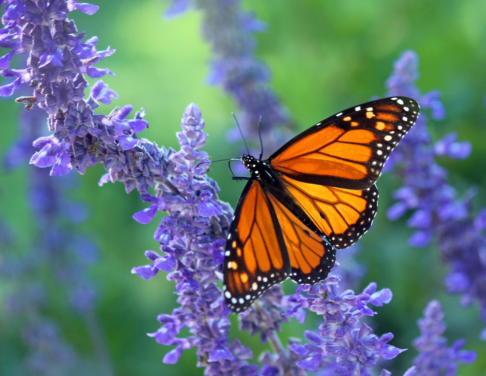 Lavender Butterfly Wallpapers