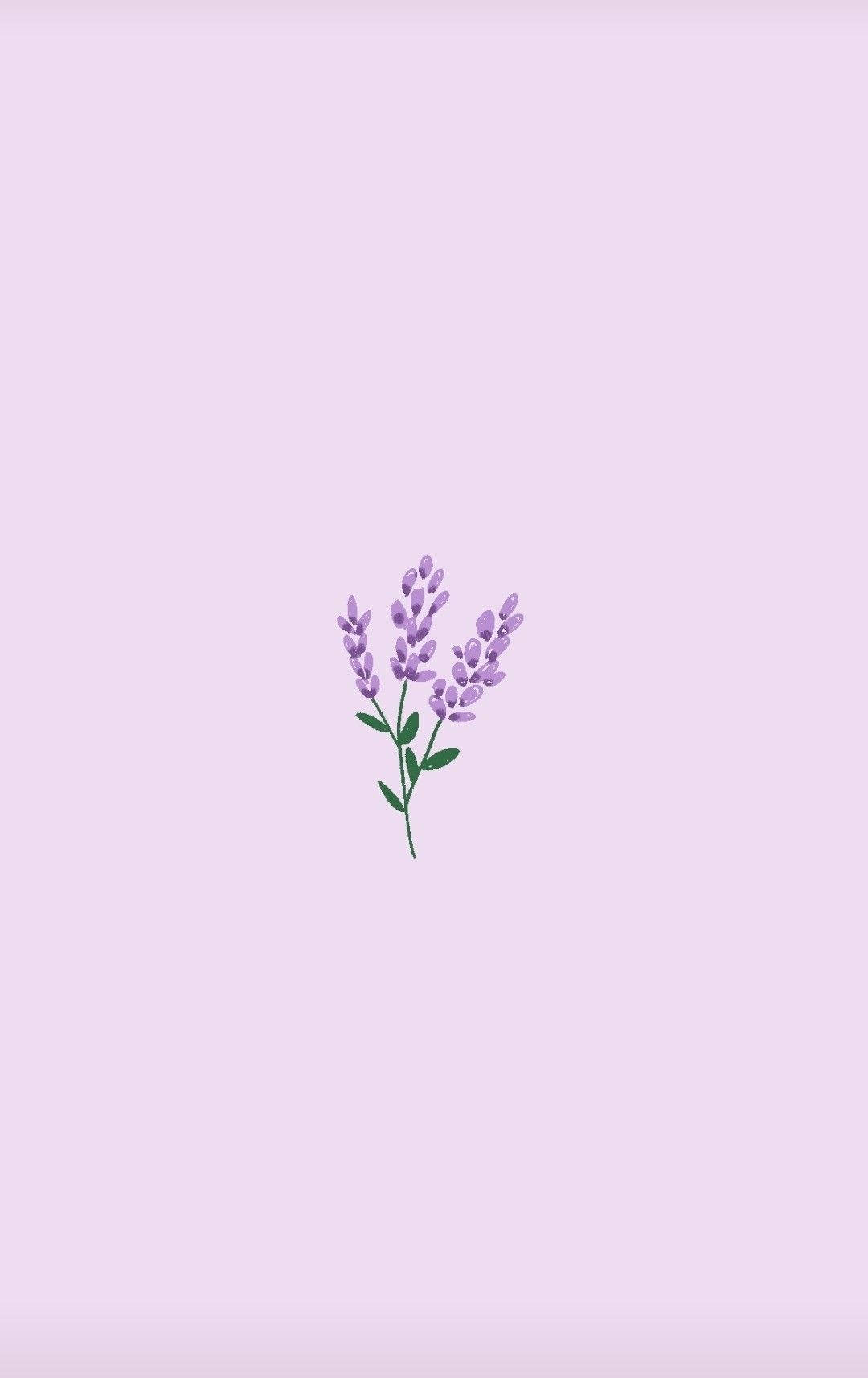 Lavender Colour Wallpapers