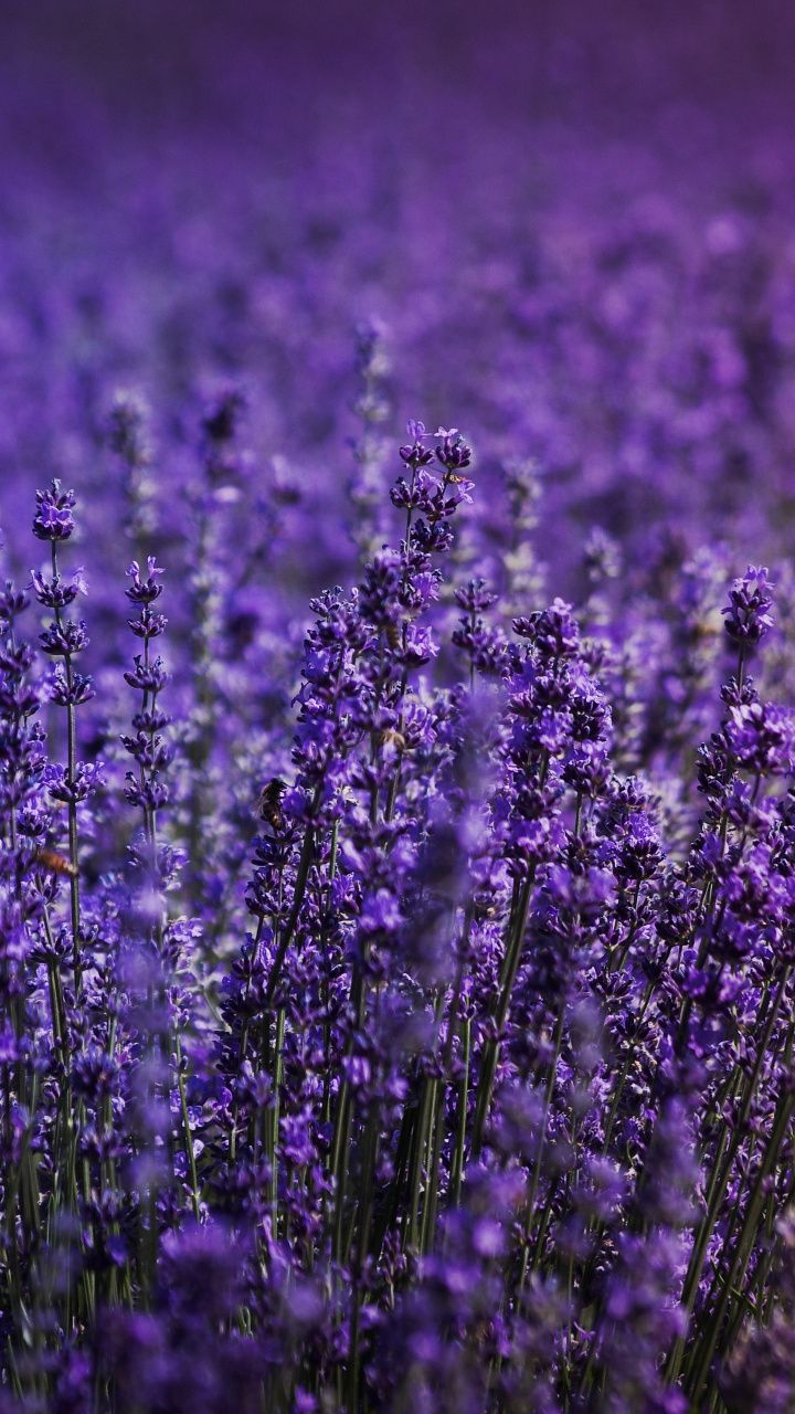 Lavender Flower Wallpapers