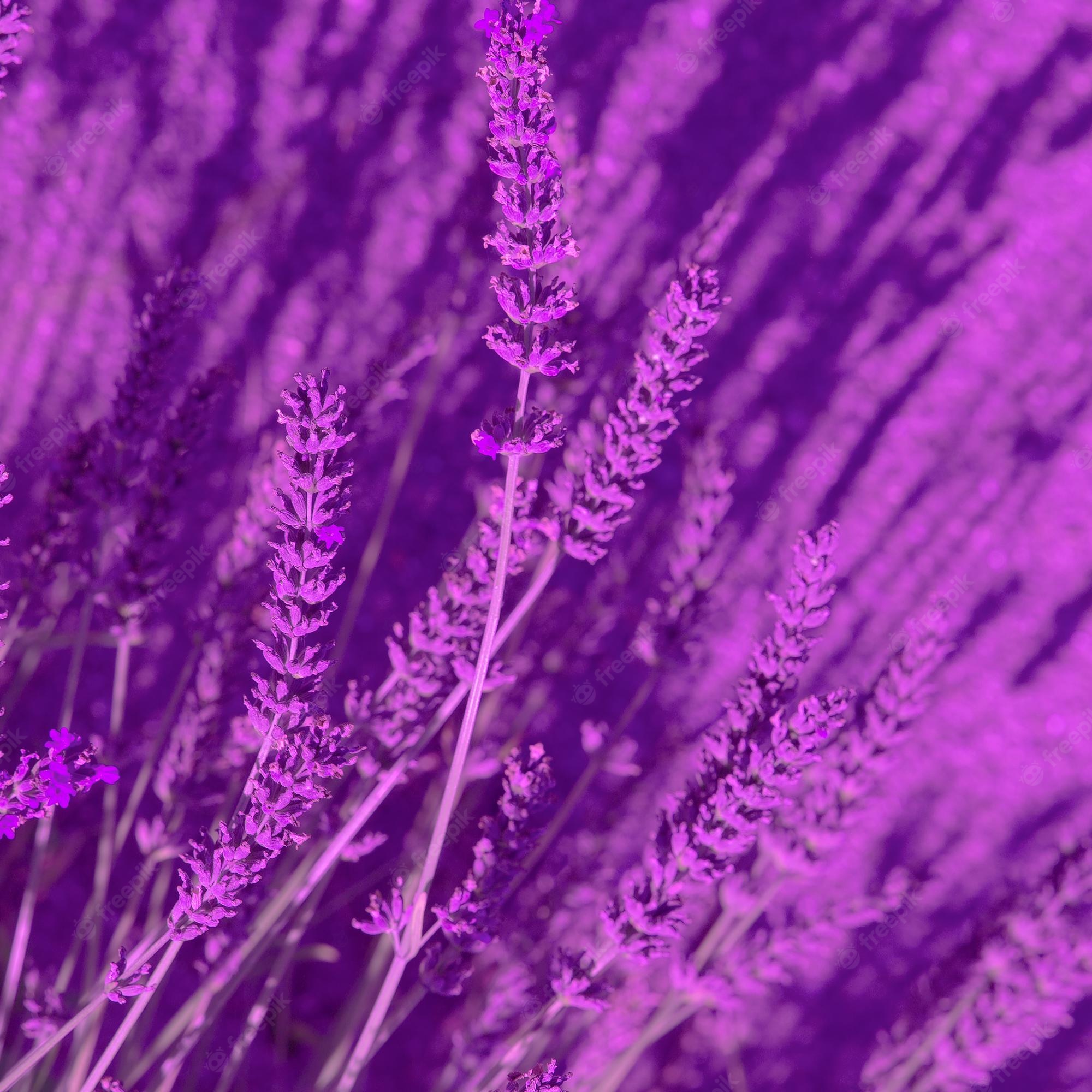 Lavender Flower Wallpapers