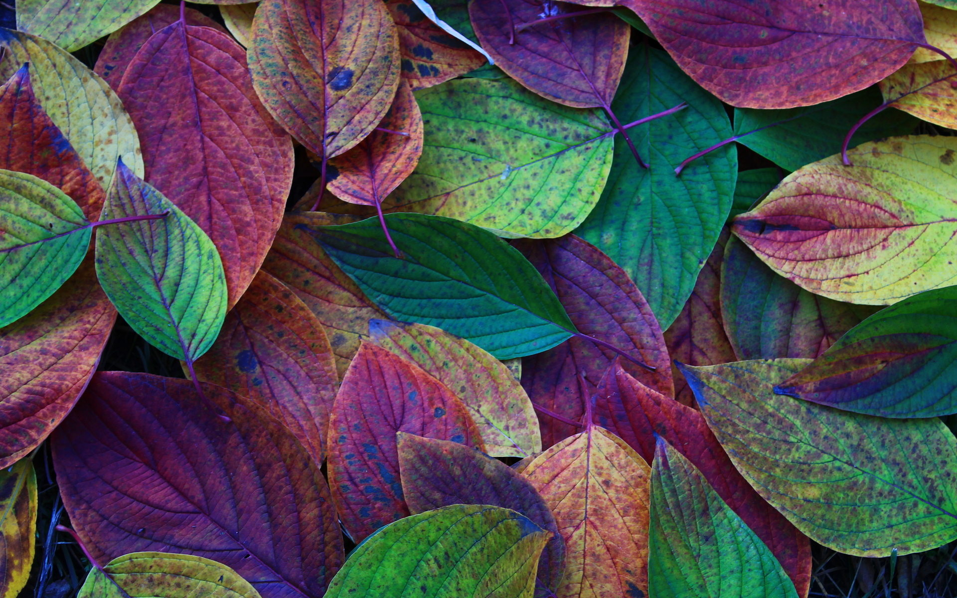 Leaves Desktop Wallpapers