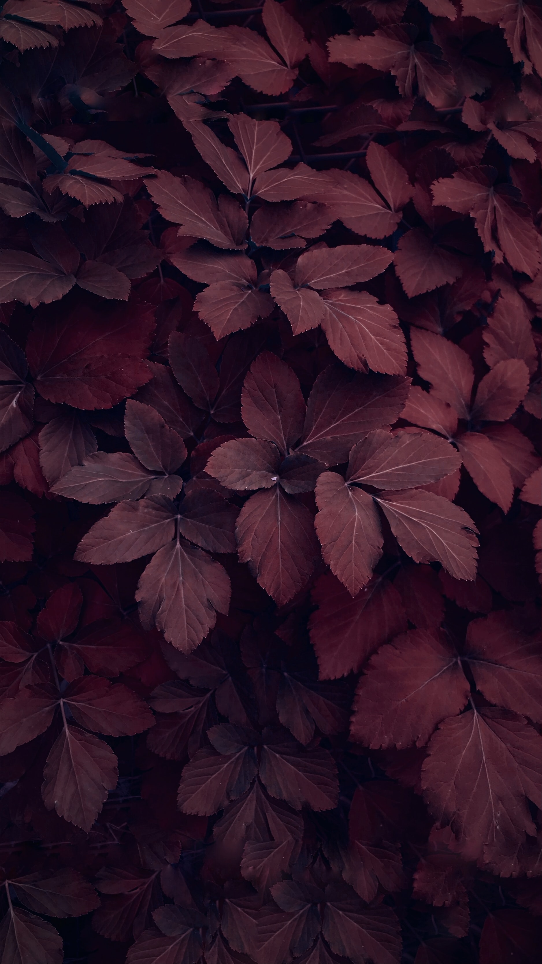 Leaves Wallpapers