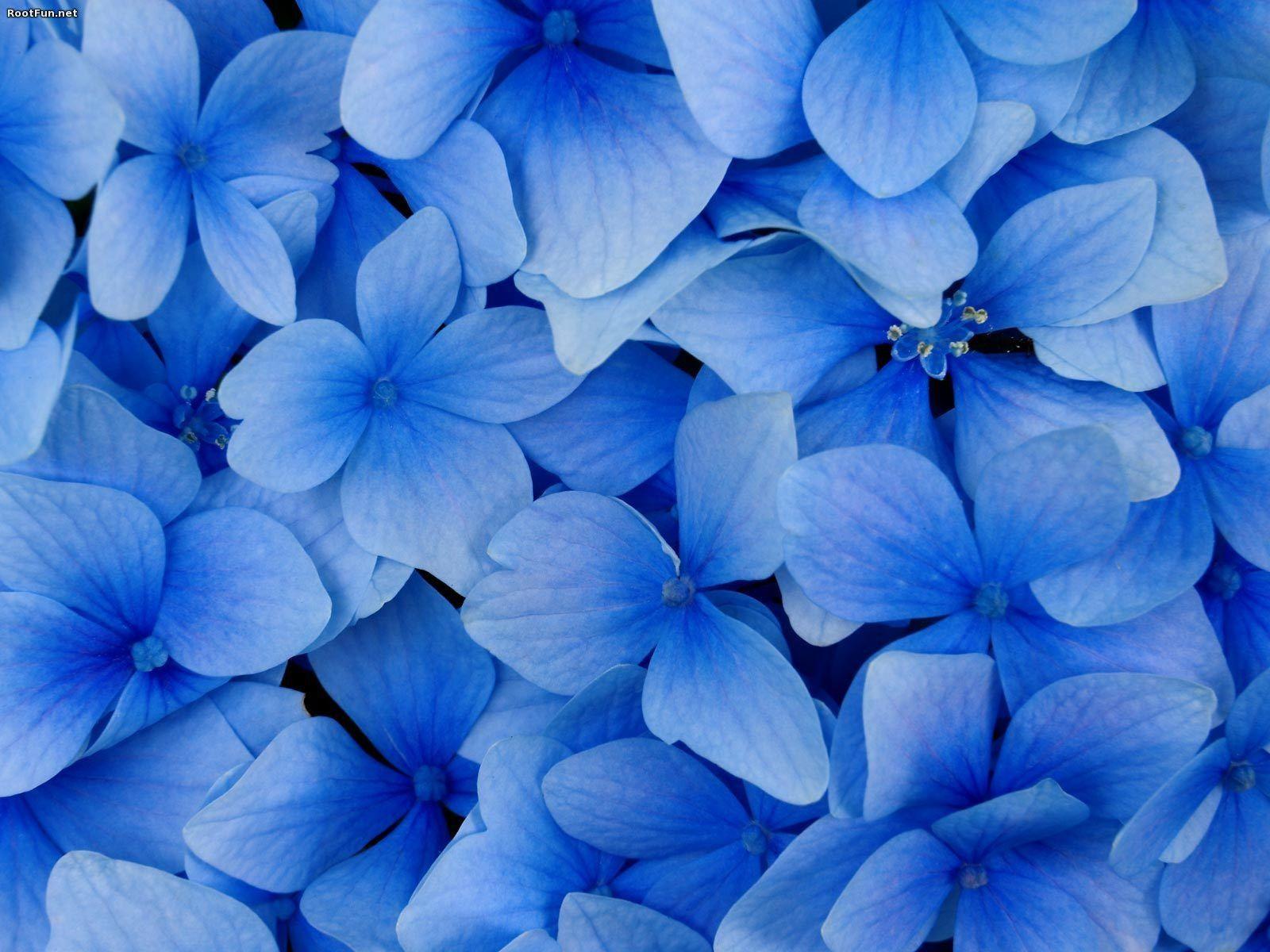 Light Blue Flower Wallpapers