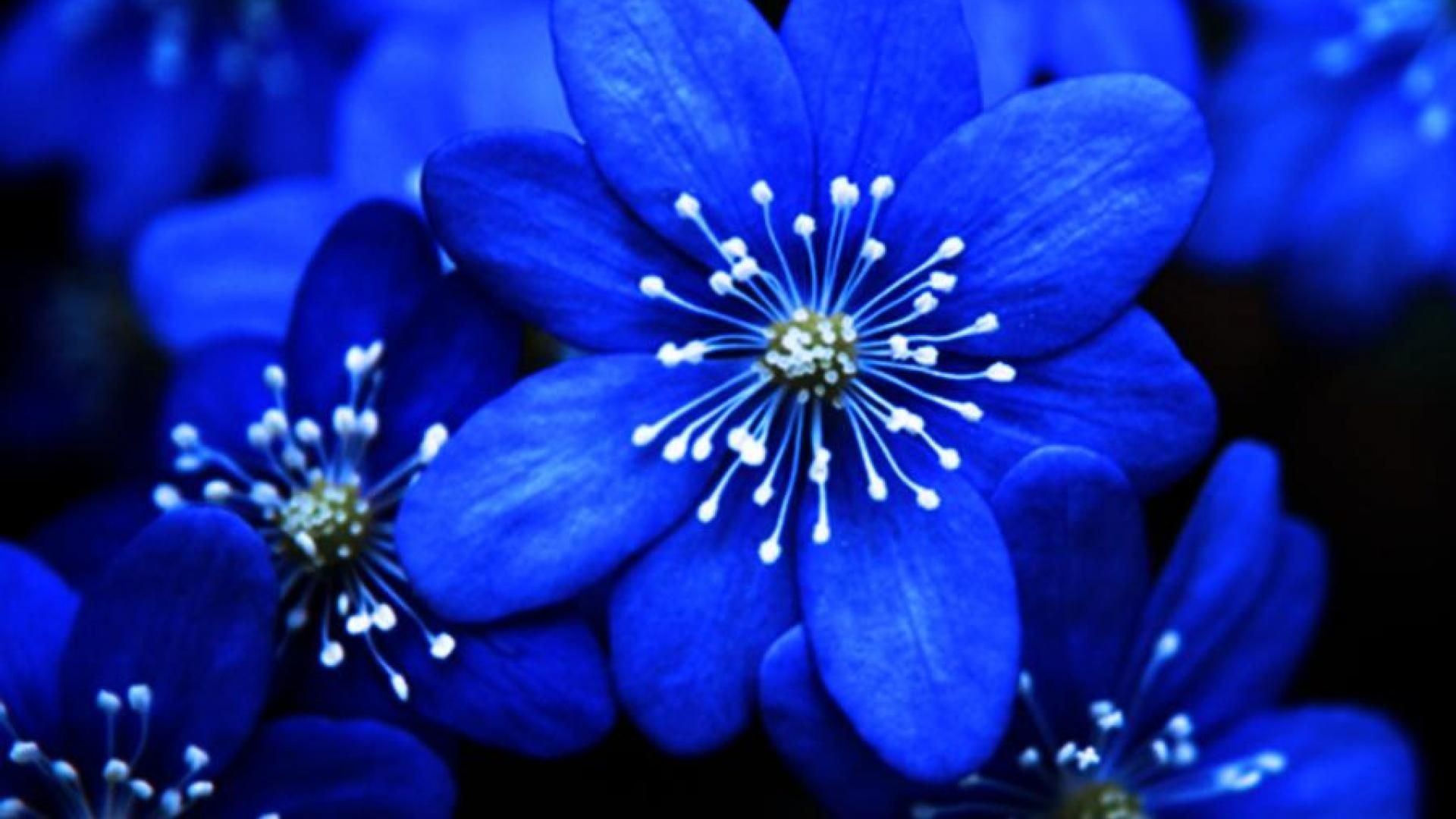 Light Blue Flower Wallpapers