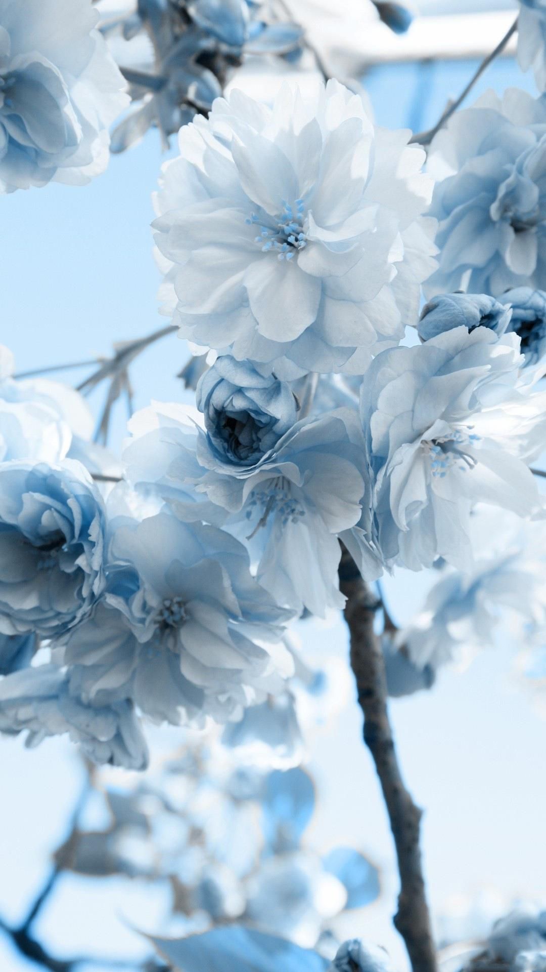 Light Blue Flower Wallpapers