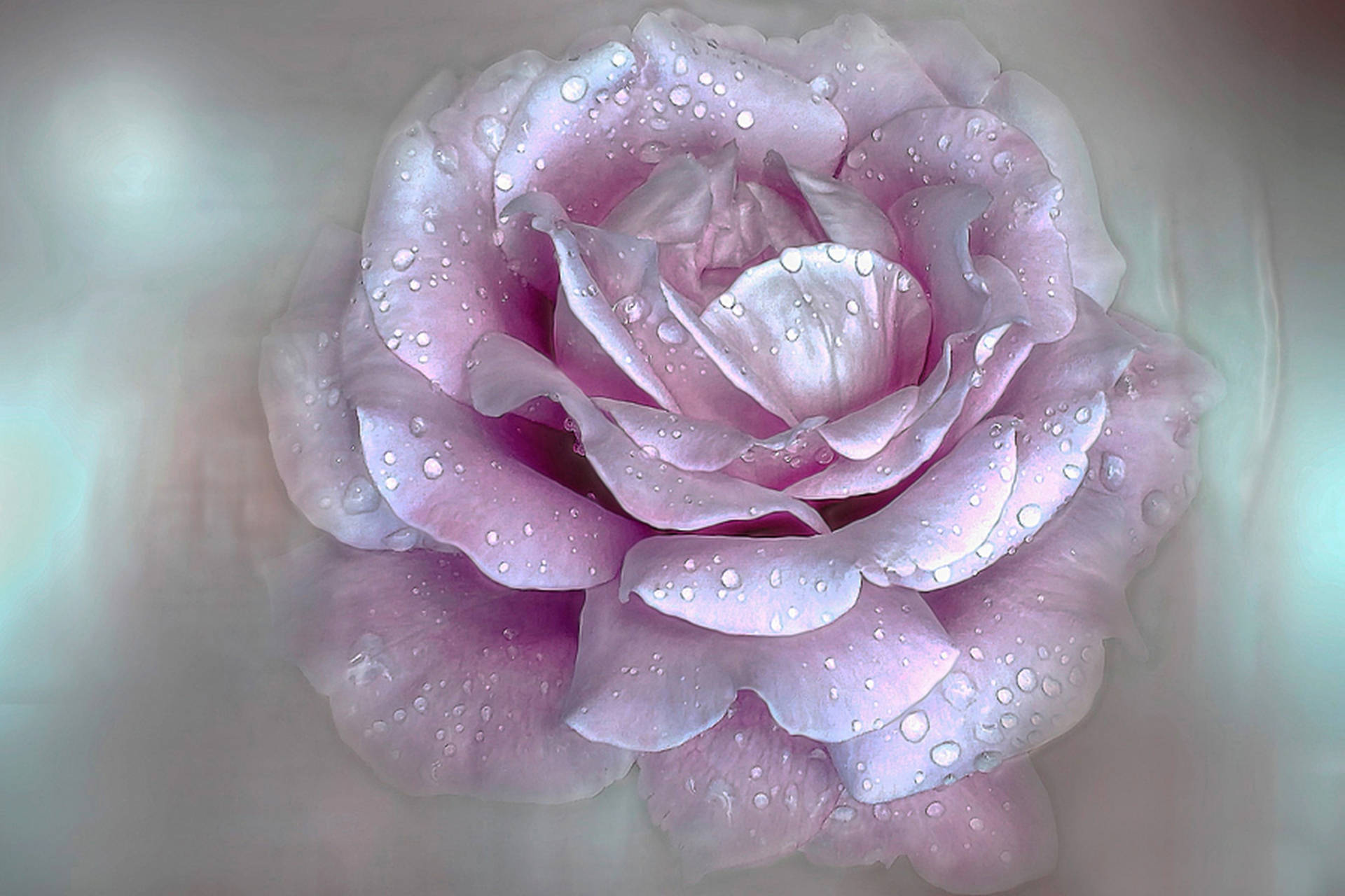Light Pink Flowers Aesthetic Wallpapers