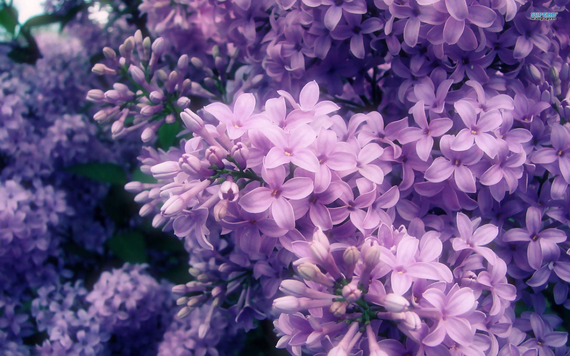 Lilac Desktop Wallpapers