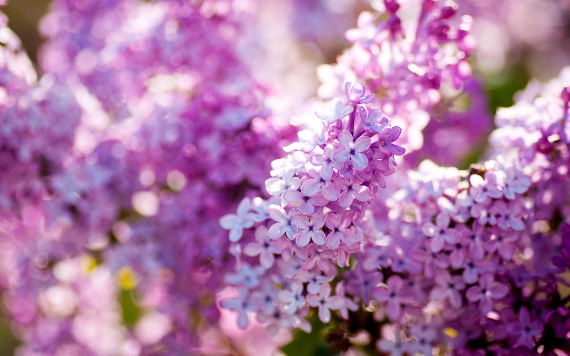 Lilac Desktop Wallpapers