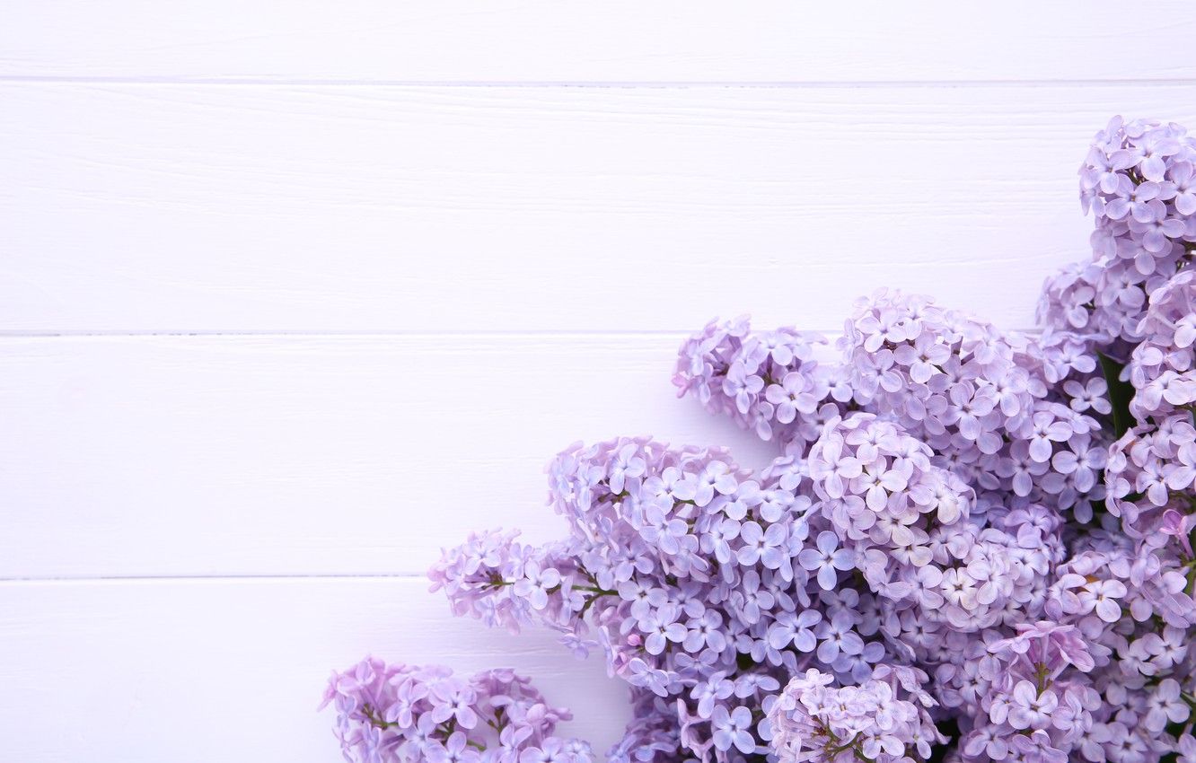 Lilac Desktop Wallpapers