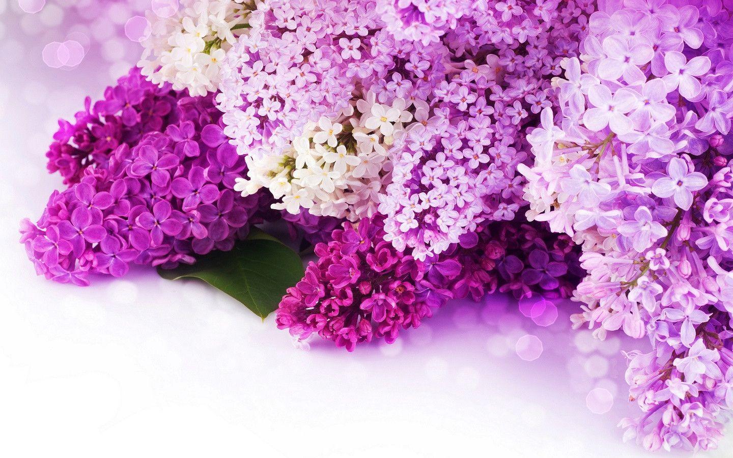 Lilac Desktop Wallpapers