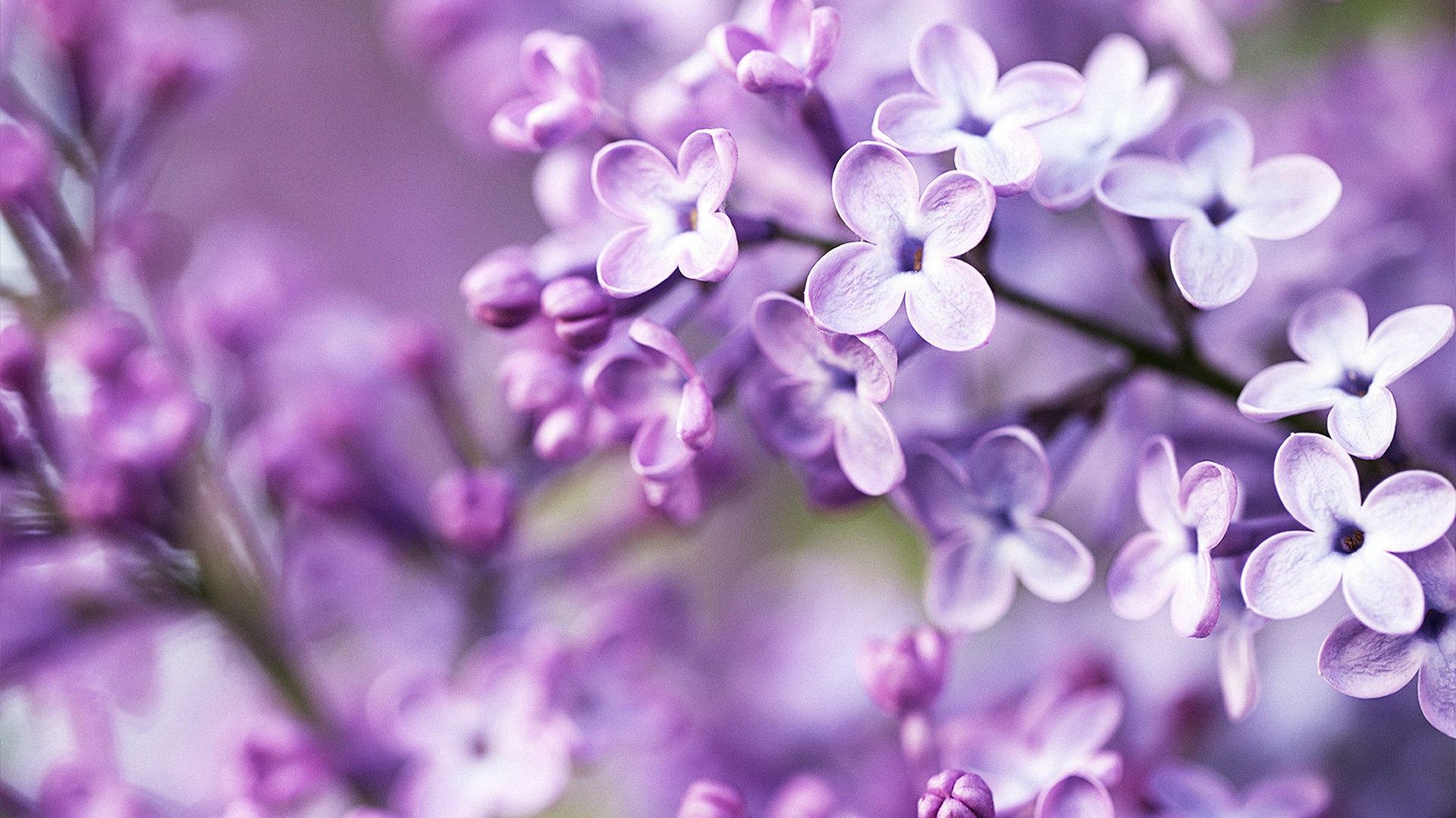 Lilac Desktop Wallpapers