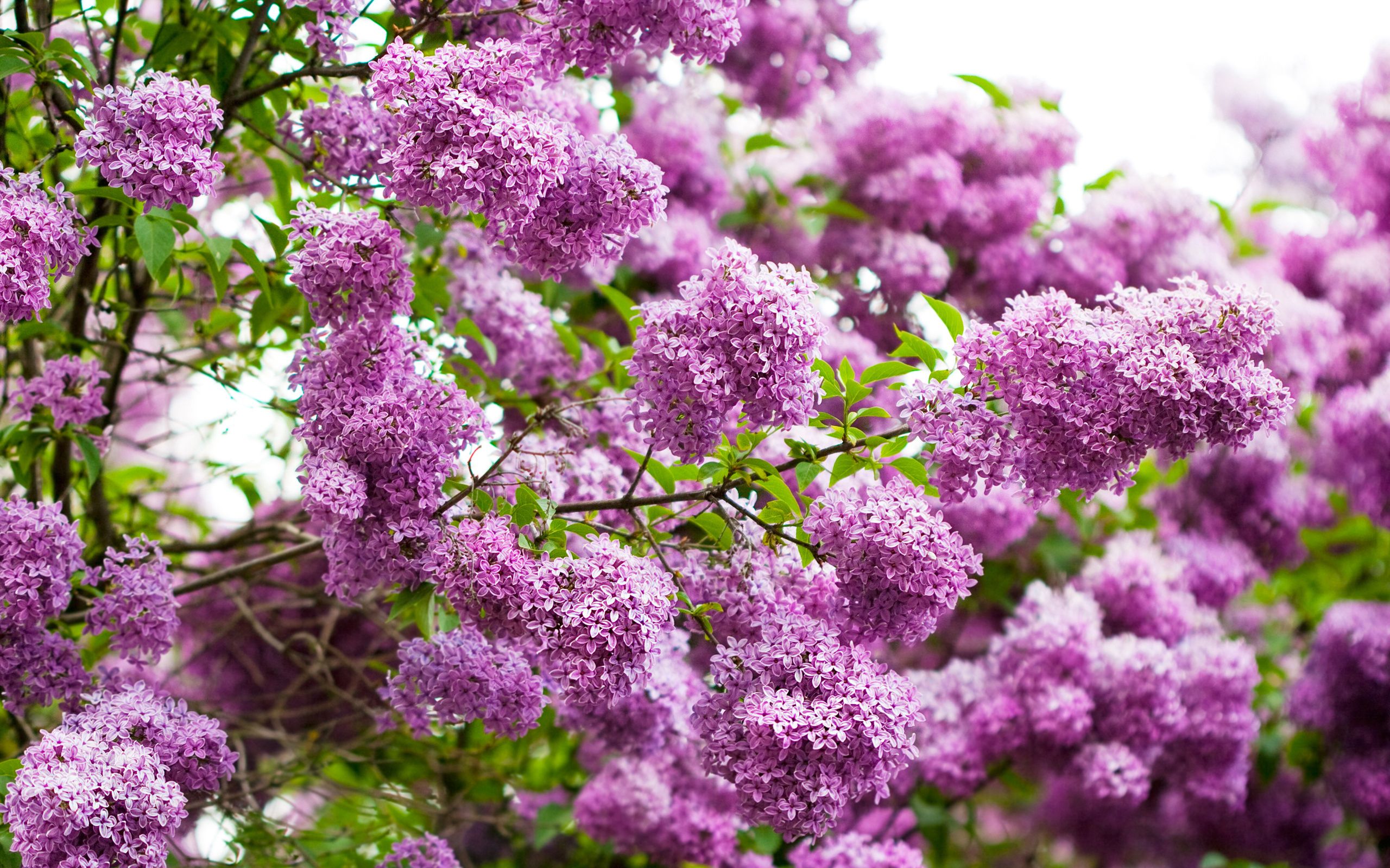 Lilac Desktop Wallpapers