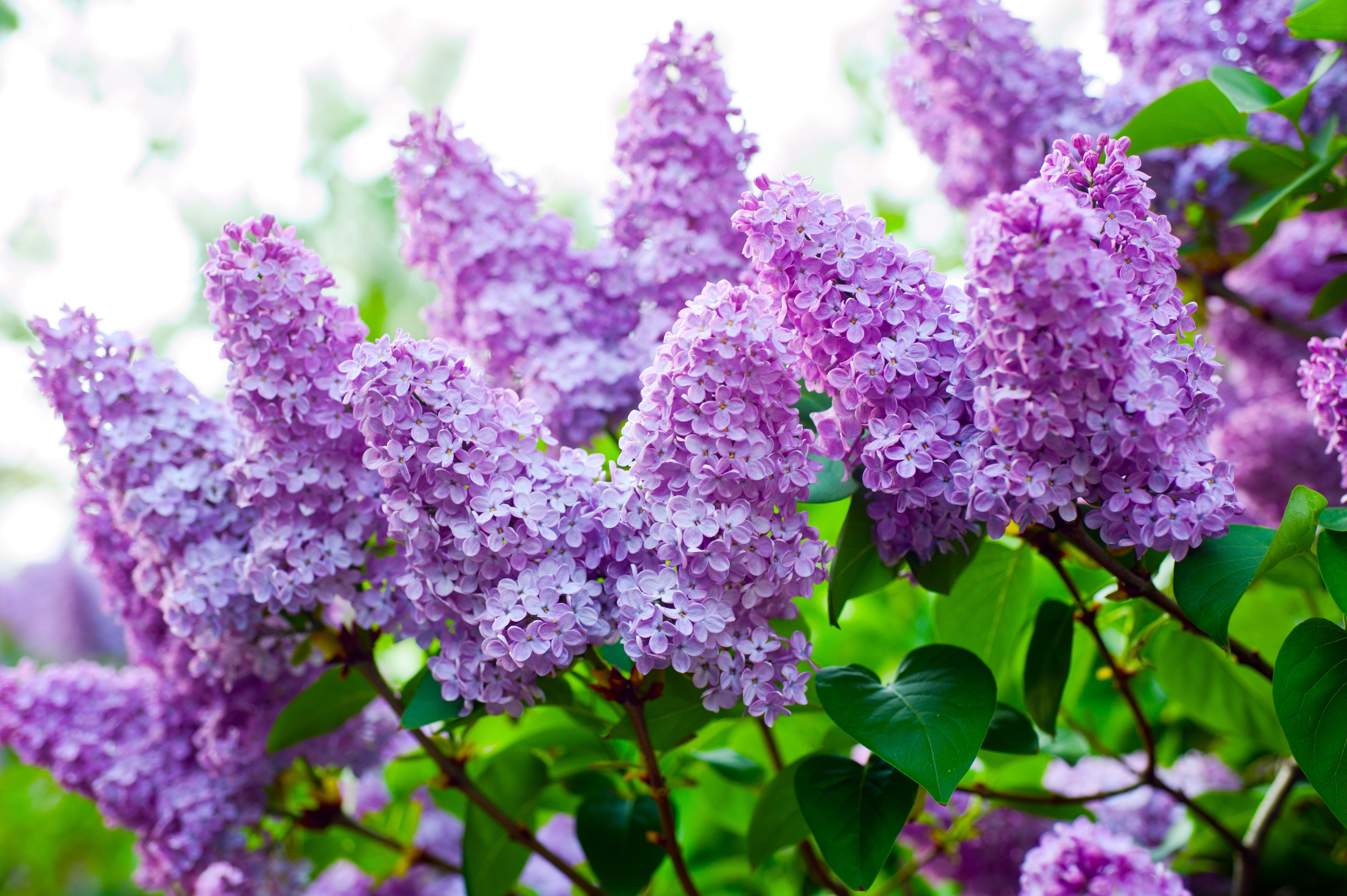 Lilac Desktop Wallpapers