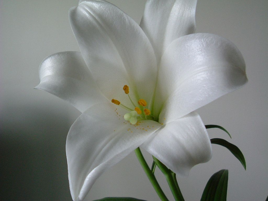 Lily Flowers Pic Wallpapers