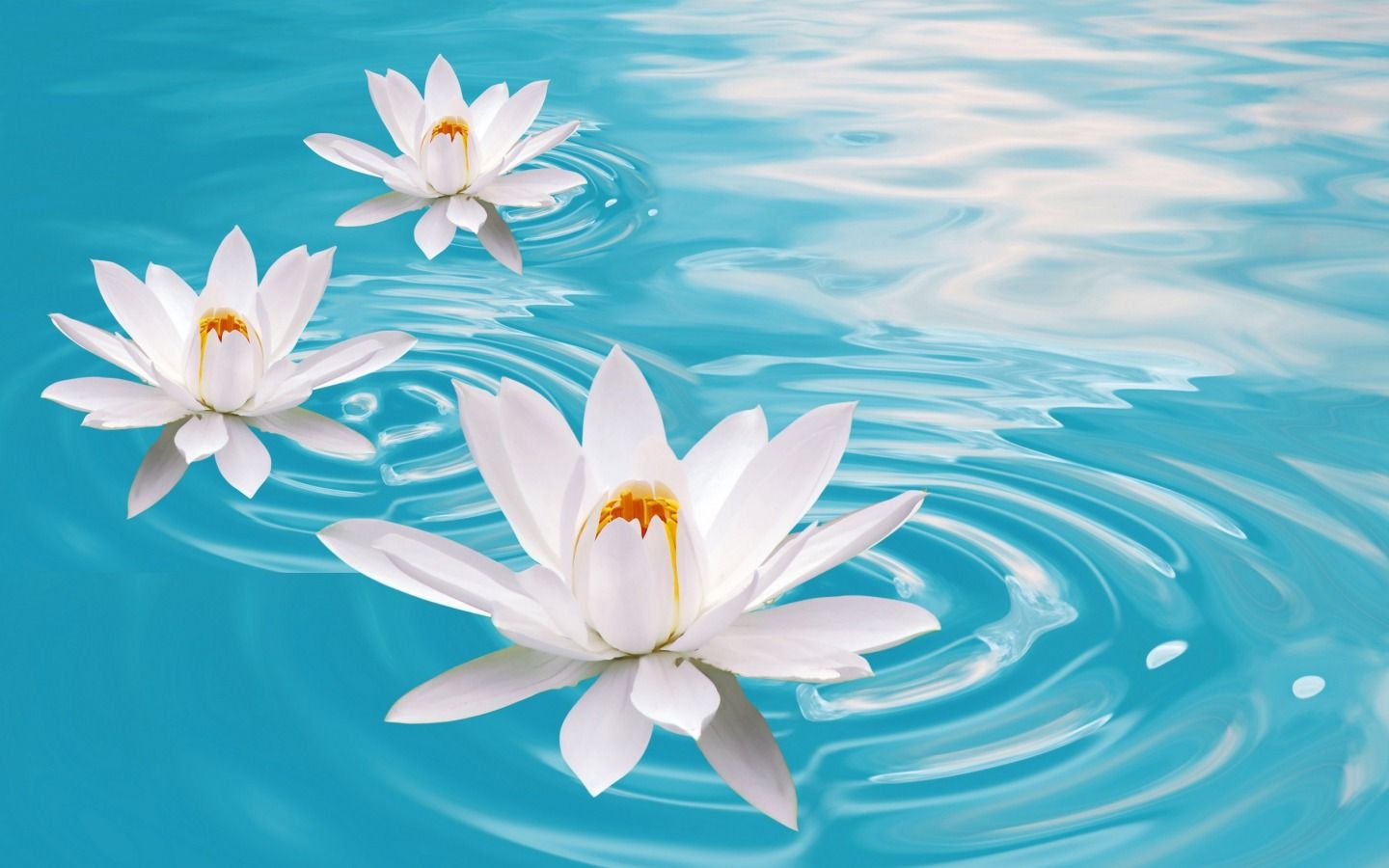 Lily Flowers Pic Wallpapers